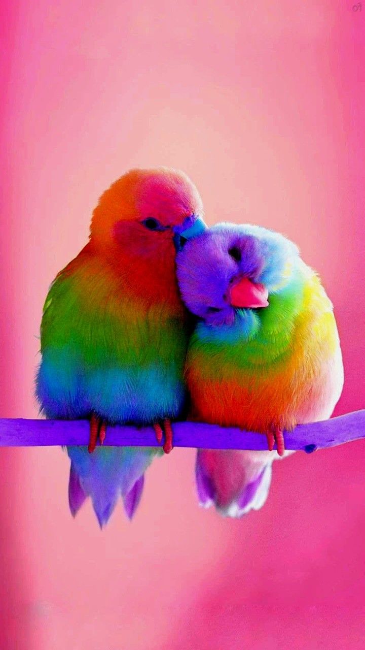 Colorful Birds Wallpapers