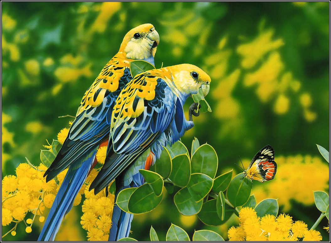 Colorful Birds Wallpapers