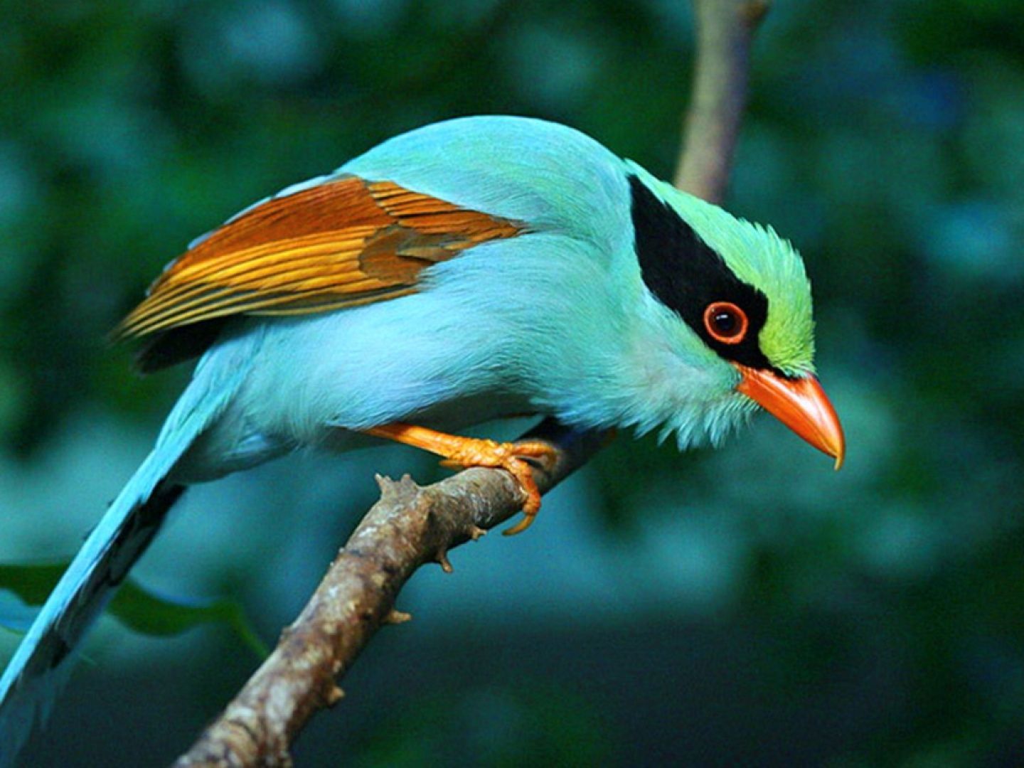 Colorful Birds Wallpapers