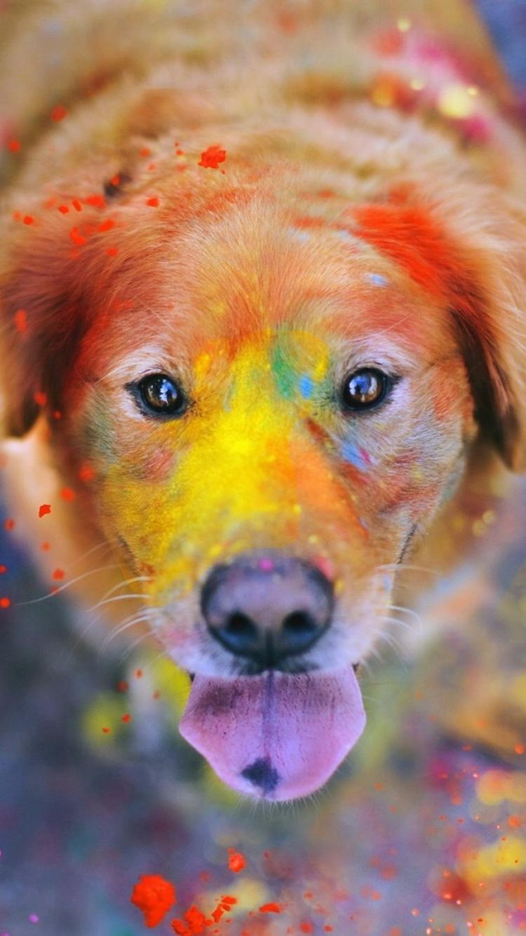 Colorful Dog Wallpapers