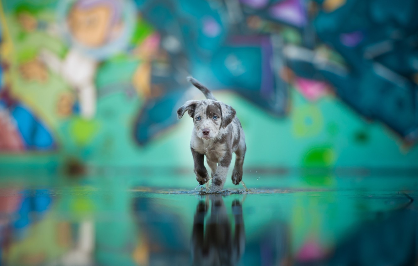 Colorful Dog Wallpapers