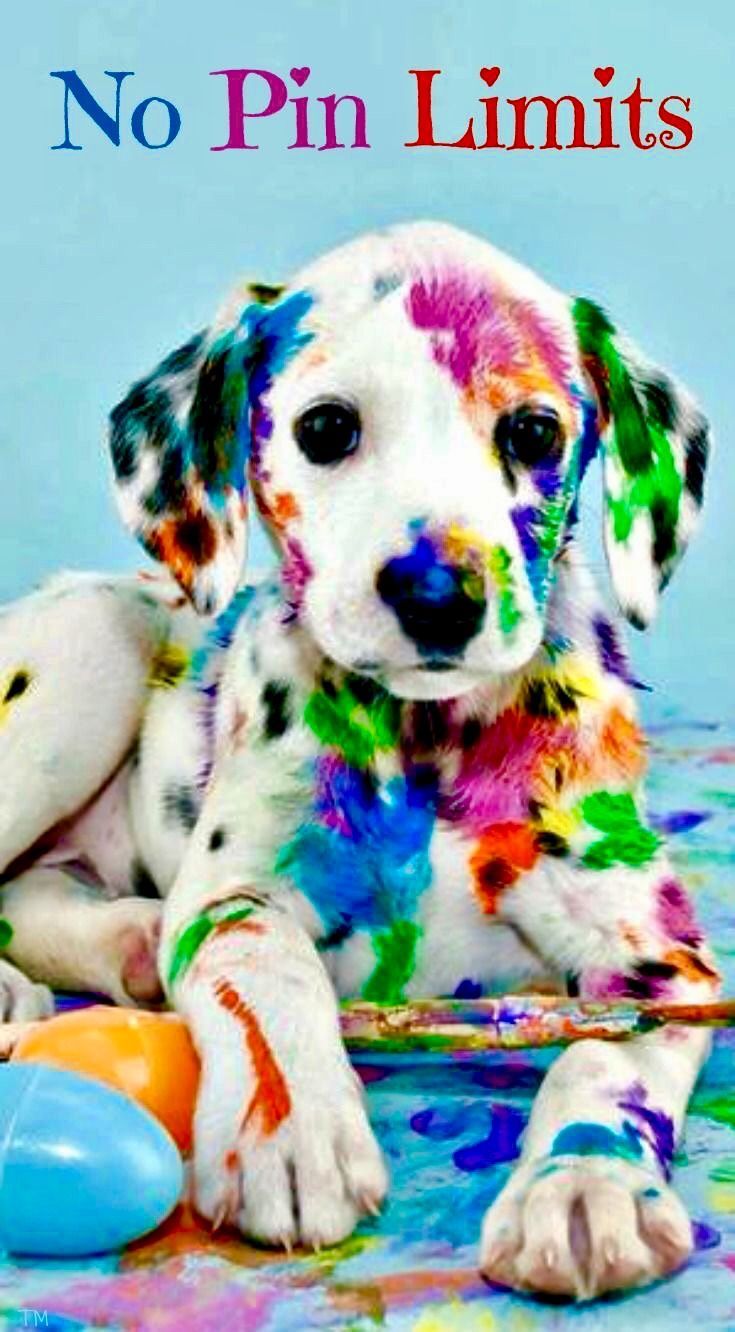 Colorful Dog Wallpapers