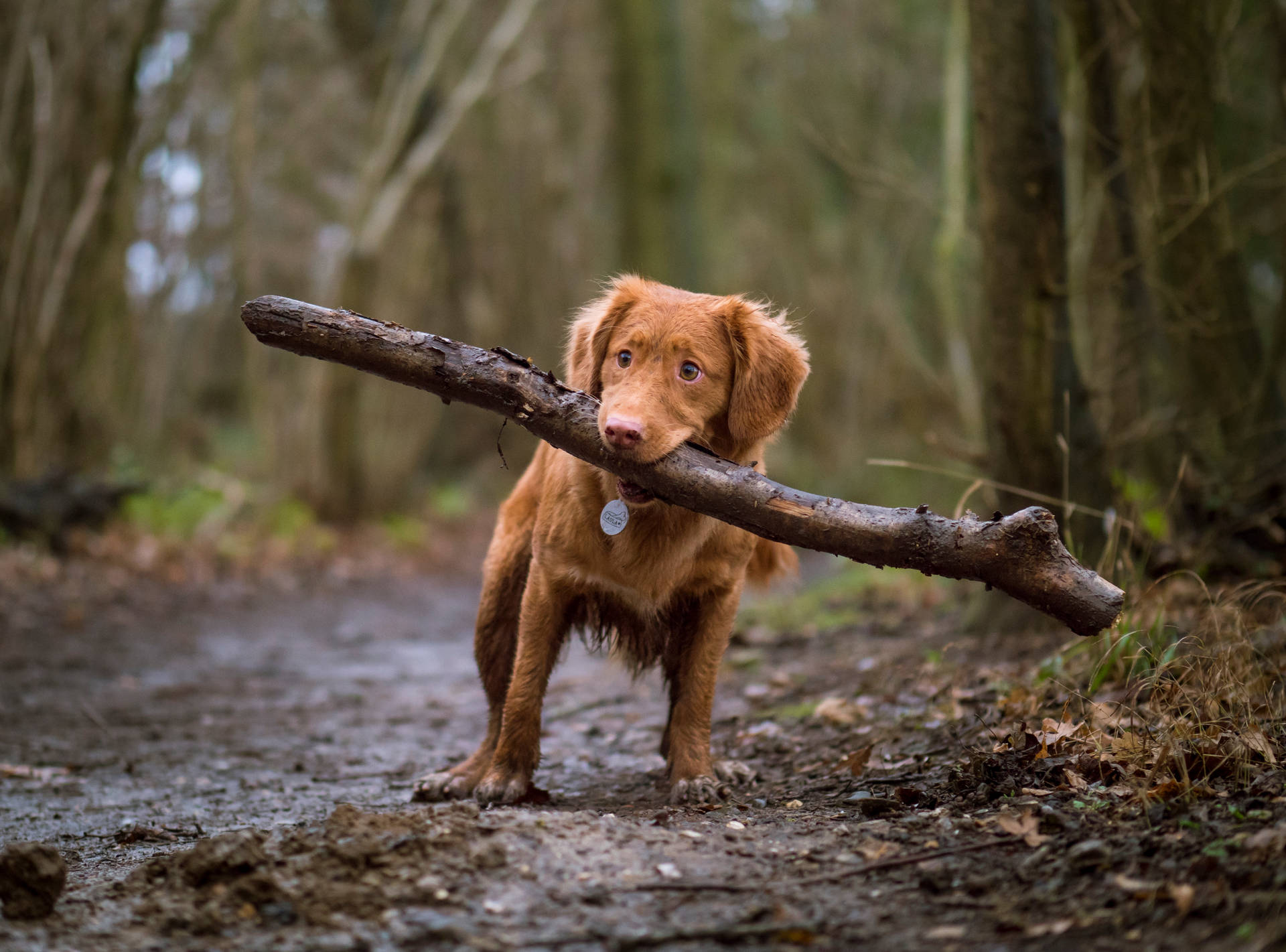 Colorful Dog Wallpapers