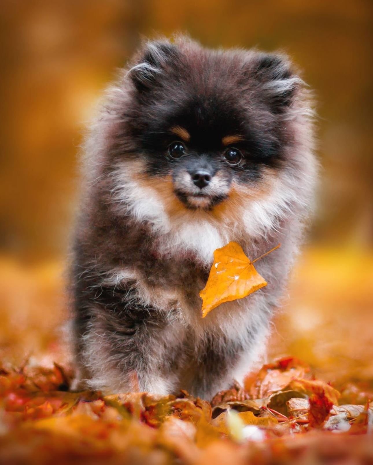 Colorful Dog Wallpapers