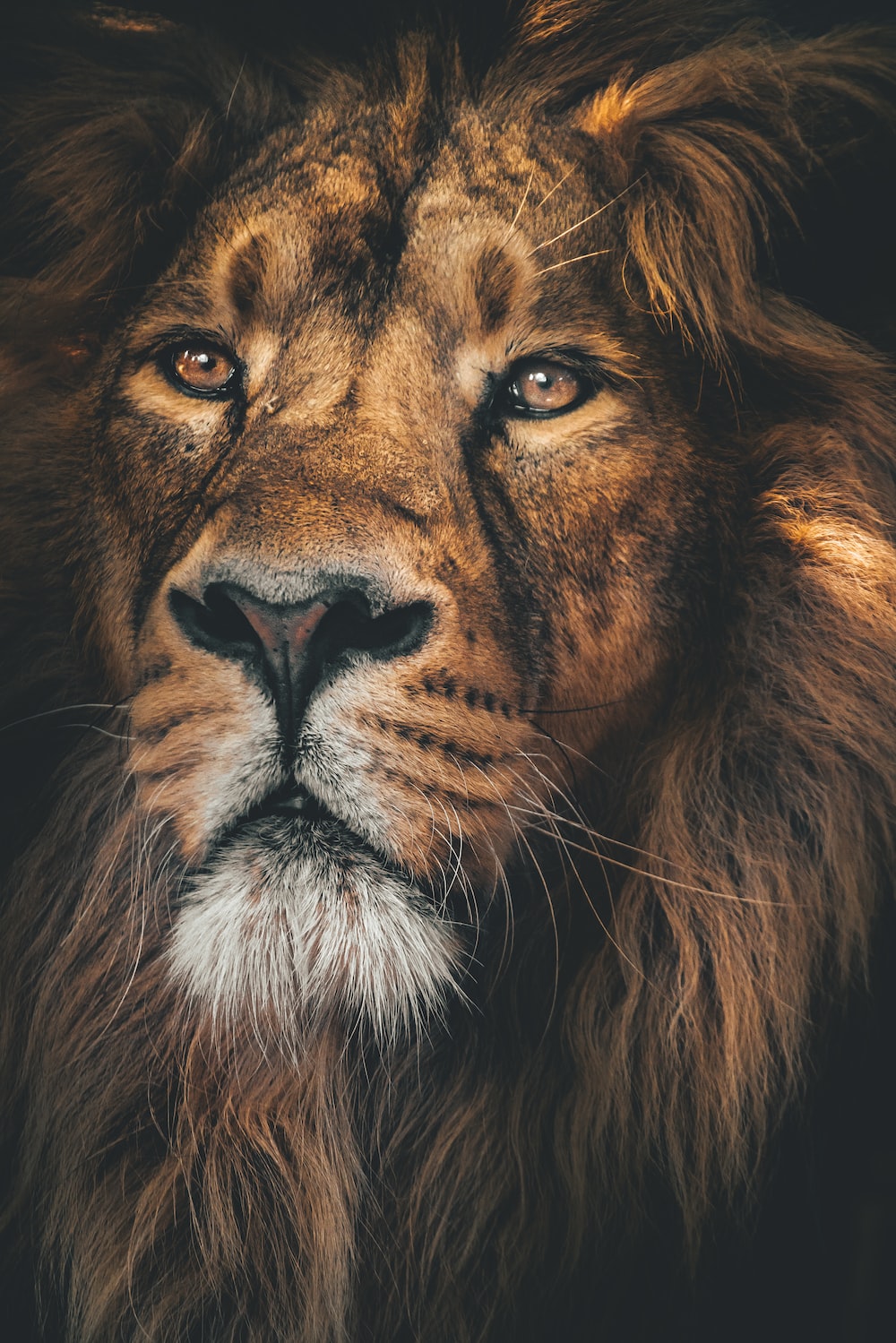 Colorful Lion Wallpapers