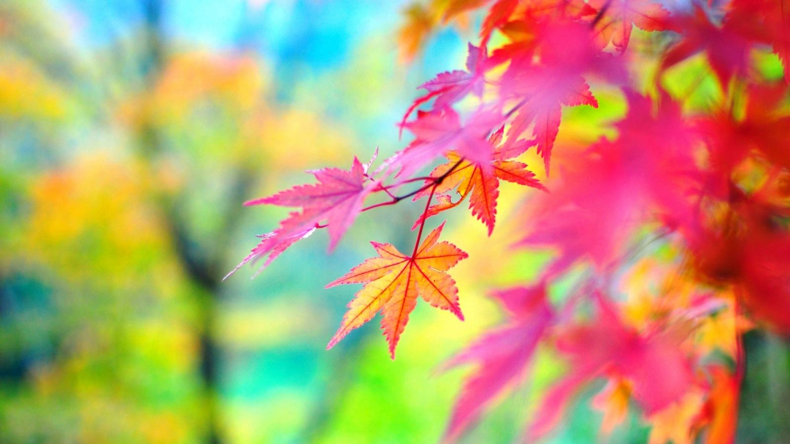 Colorful Nature Wallpapers