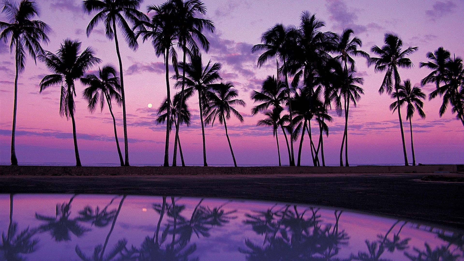 Colorful Palm Tree Wallpapers