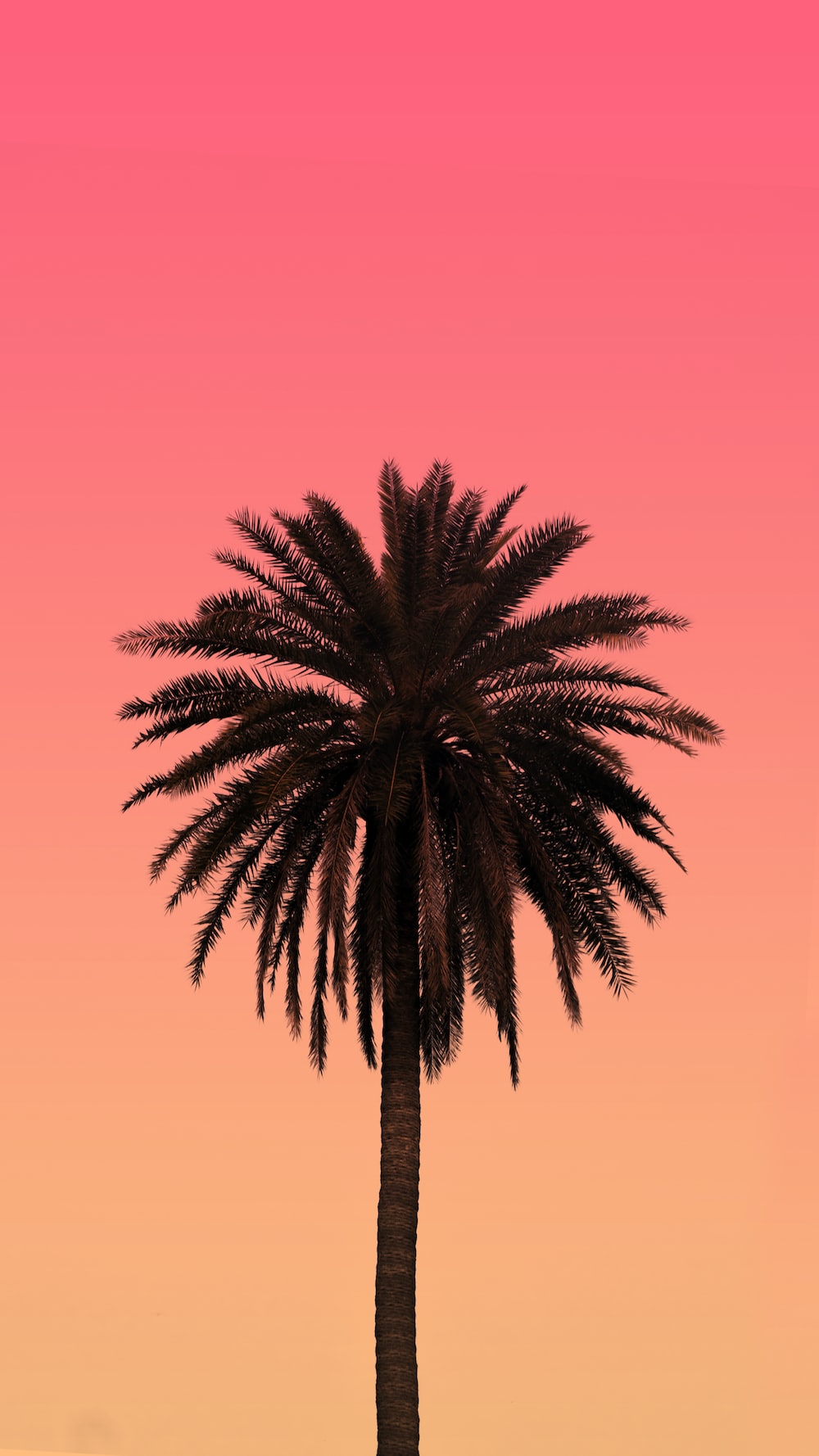 Colorful Palm Tree Wallpapers