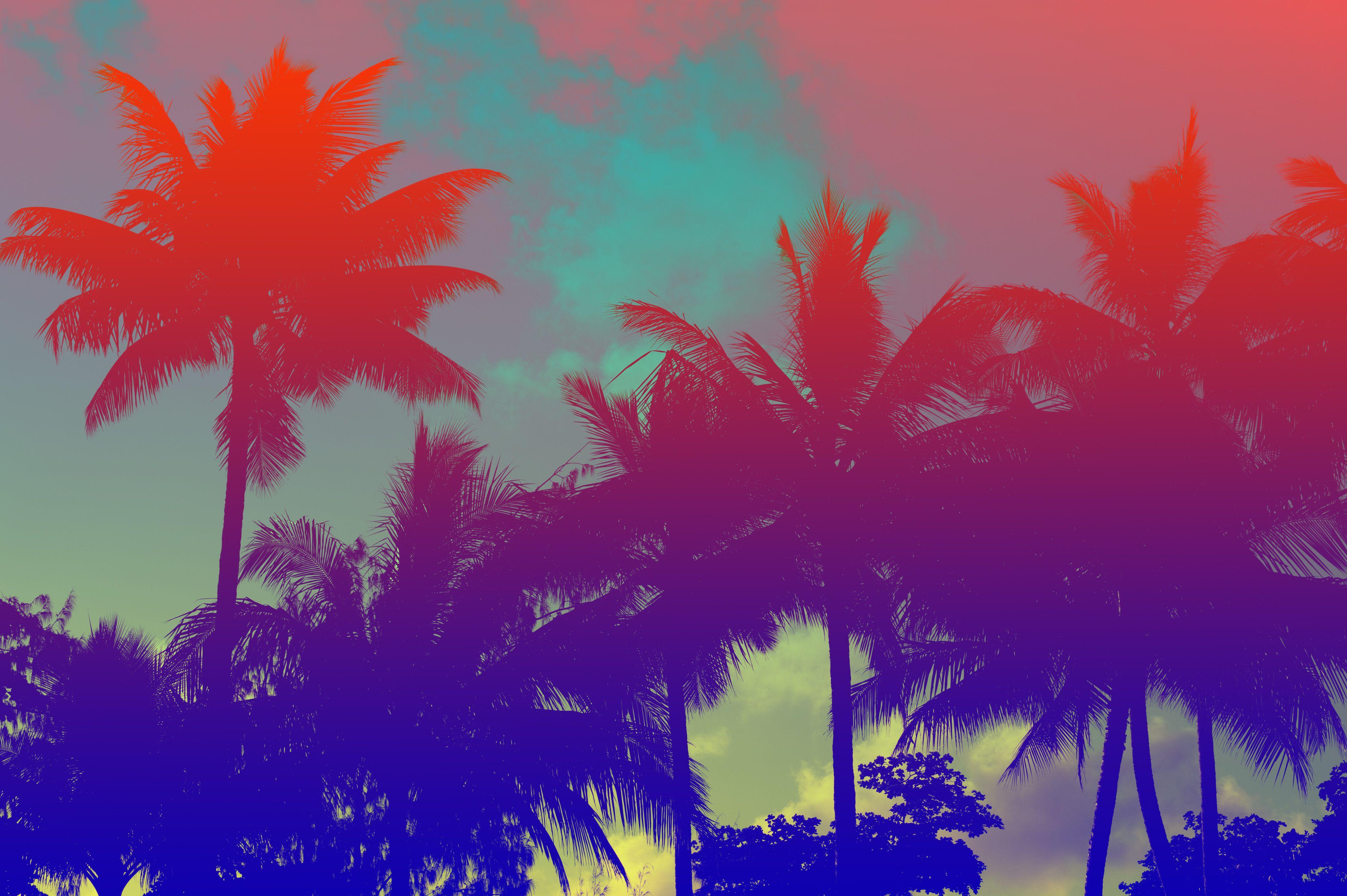 Colorful Palm Tree Wallpapers