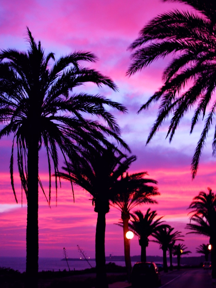 Colorful Palm Tree Wallpapers