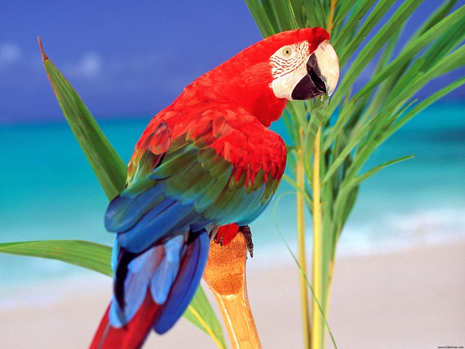 Colorful Parrot Wallpapers