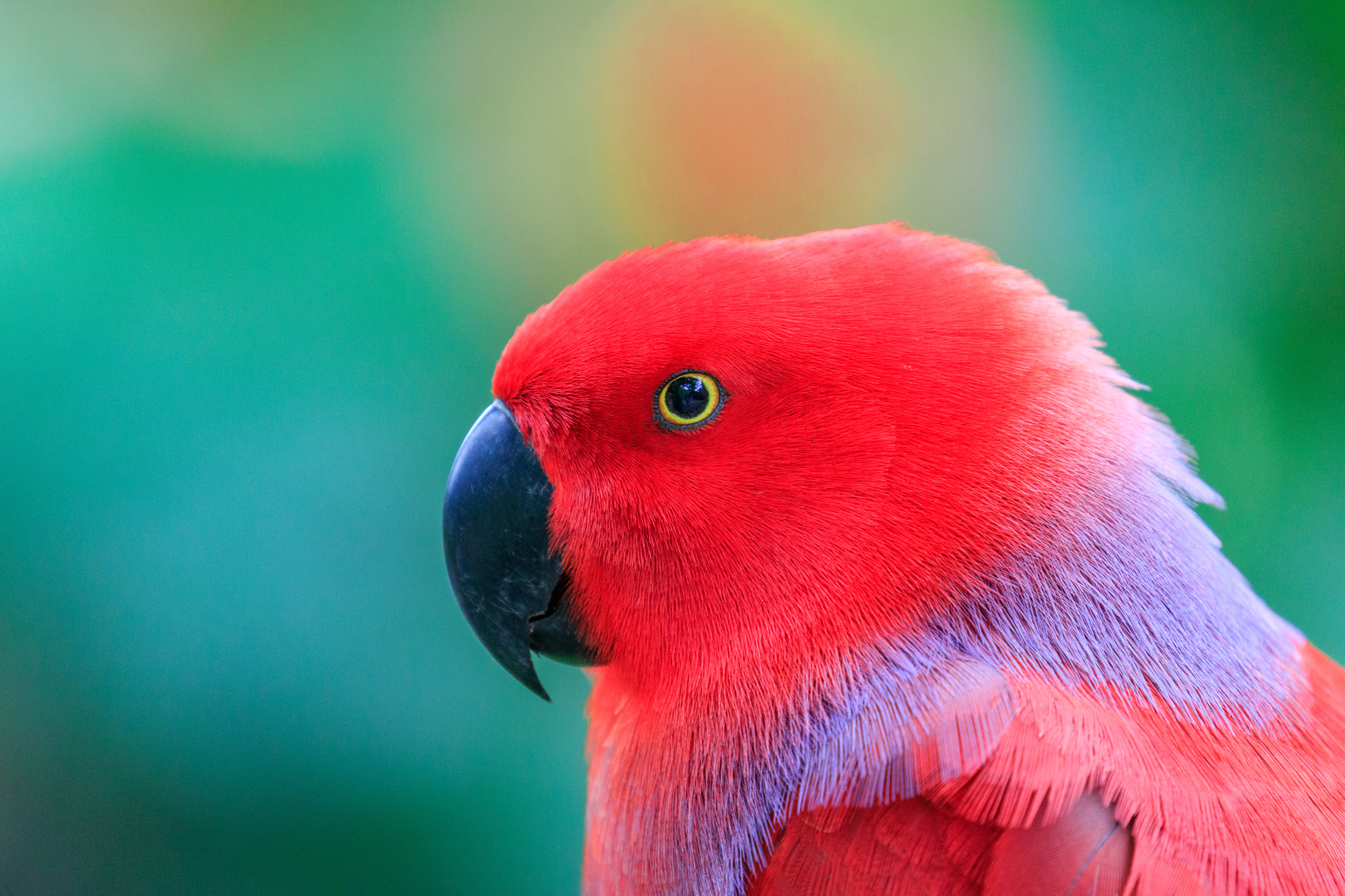 Colorful Parrot Wallpapers