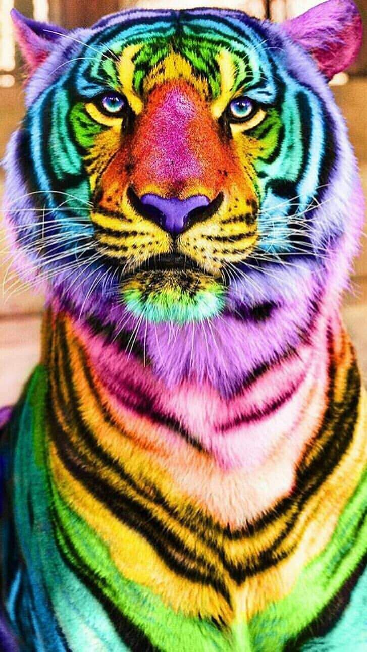 Colorful Tiger Wallpapers