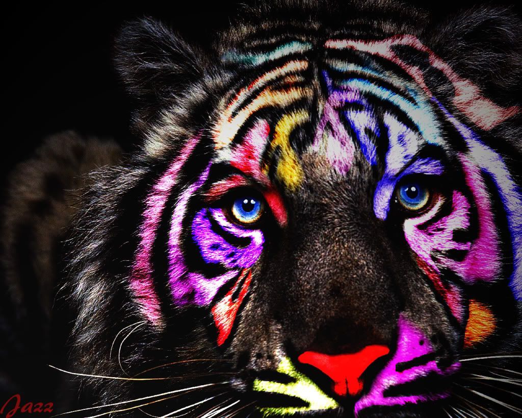 Colorful Tiger Wallpapers