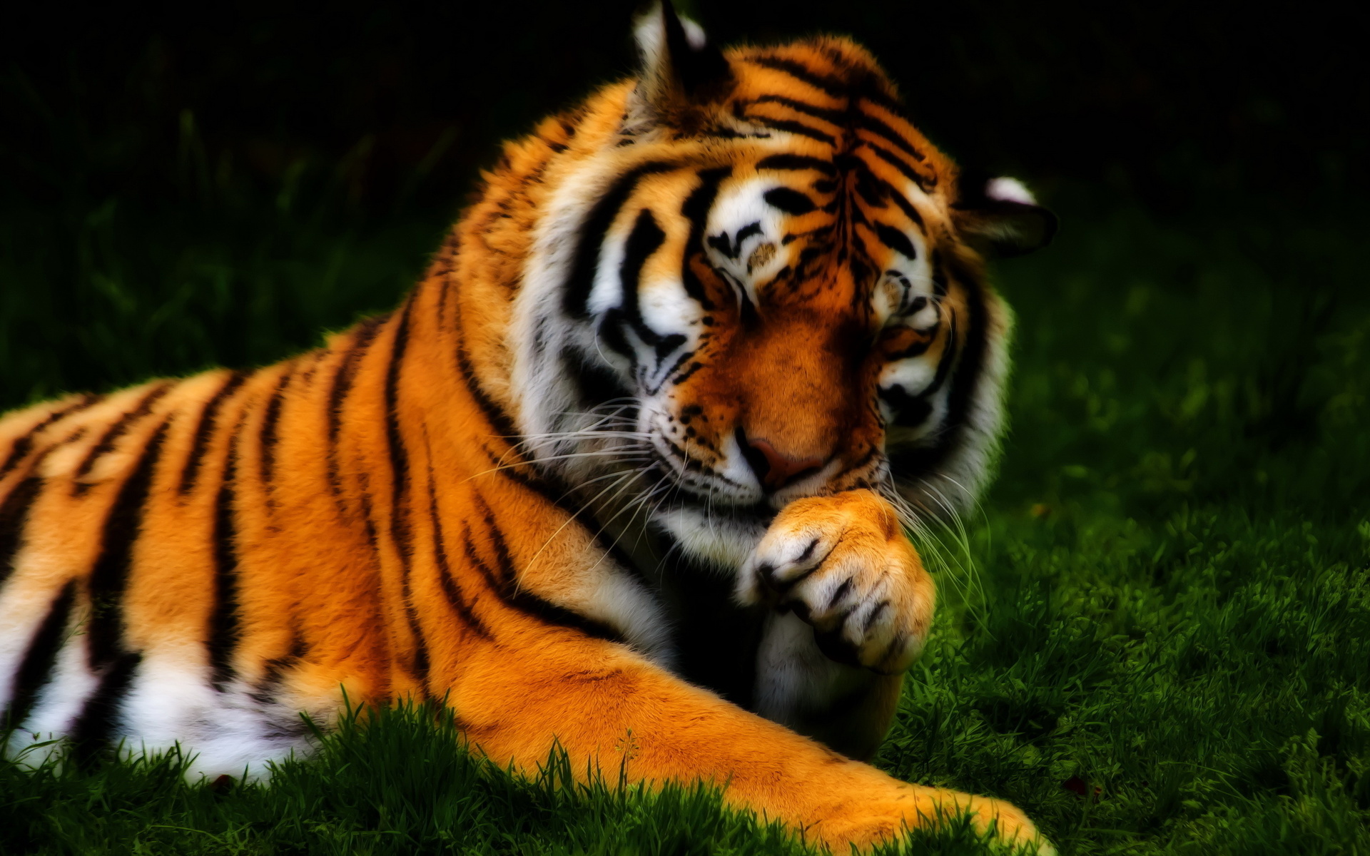 Colorful Tiger Wallpapers