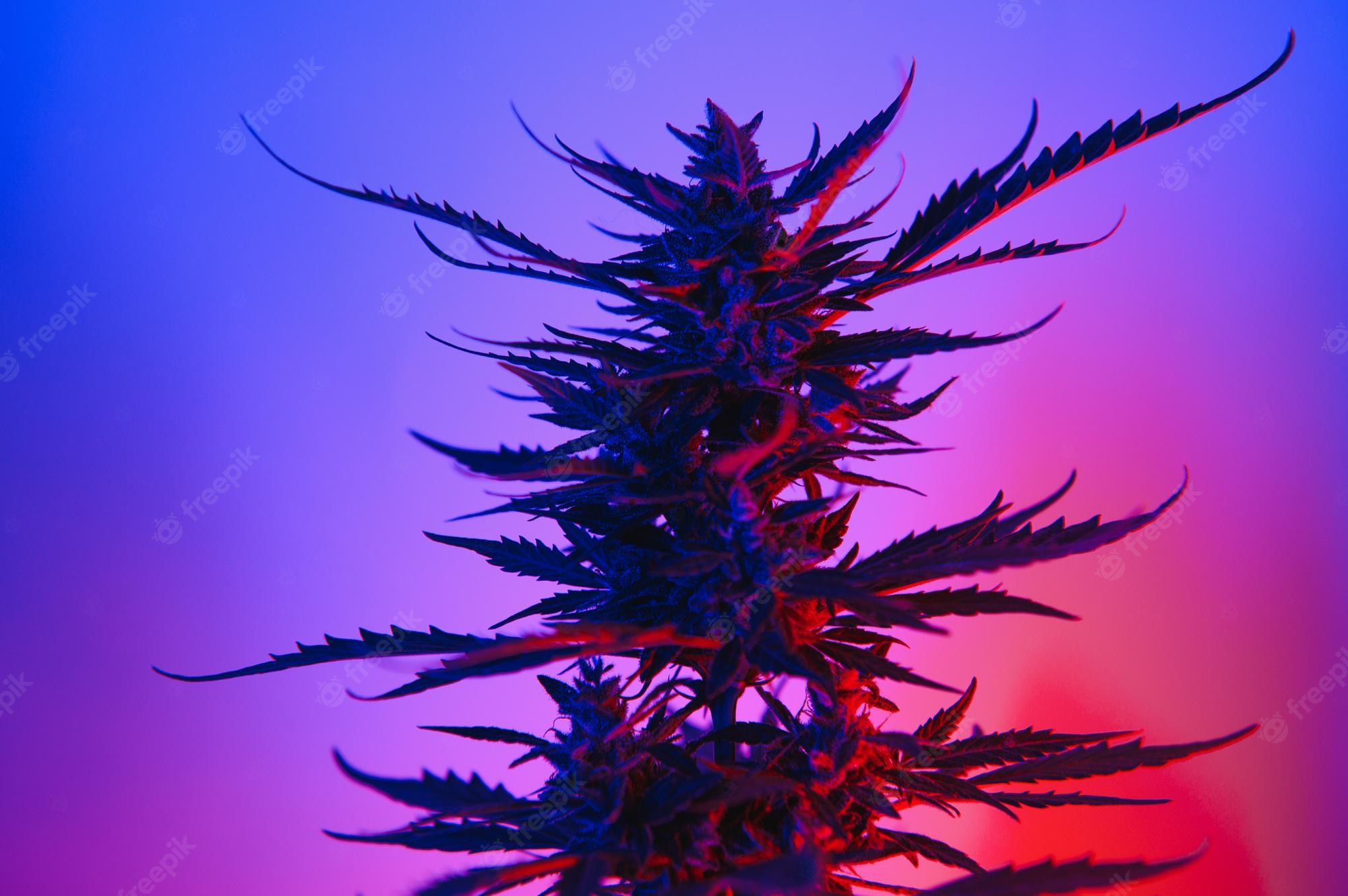 Colorful Weed Wallpapers