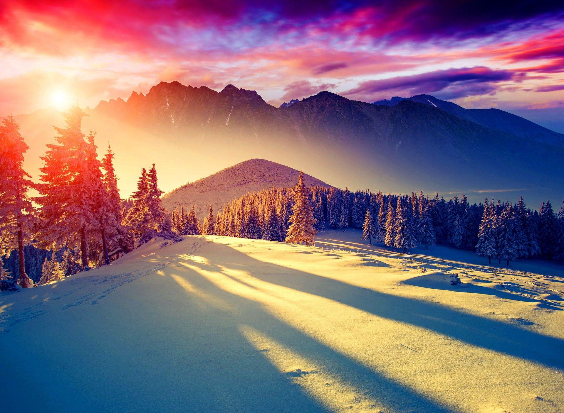 Colorful Winter Trees Wallpapers