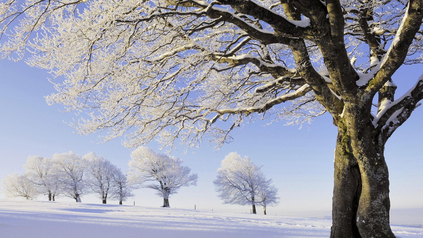 Colorful Winter Trees Wallpapers