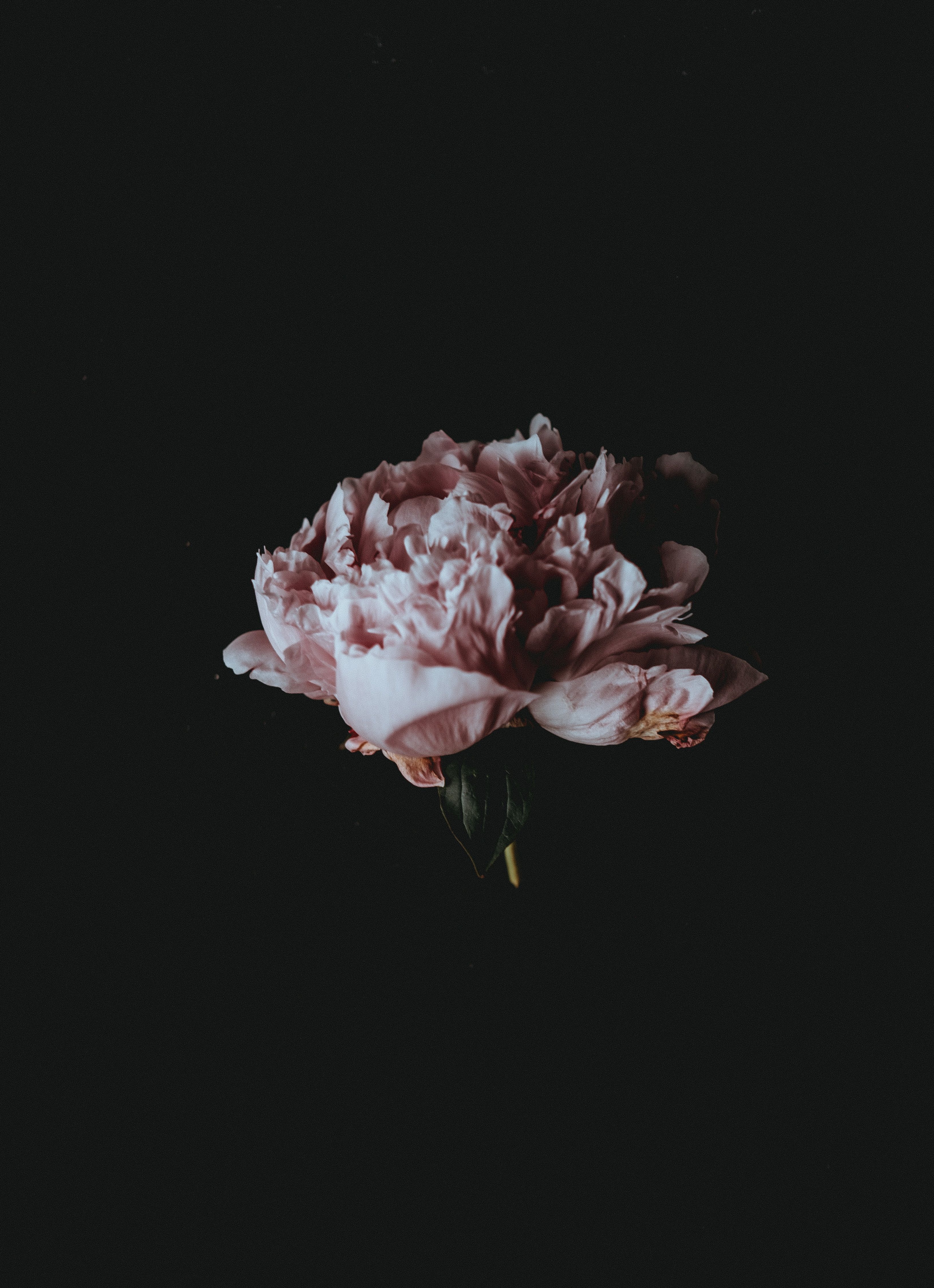 Dark Aesthetic Floral Wallpapers