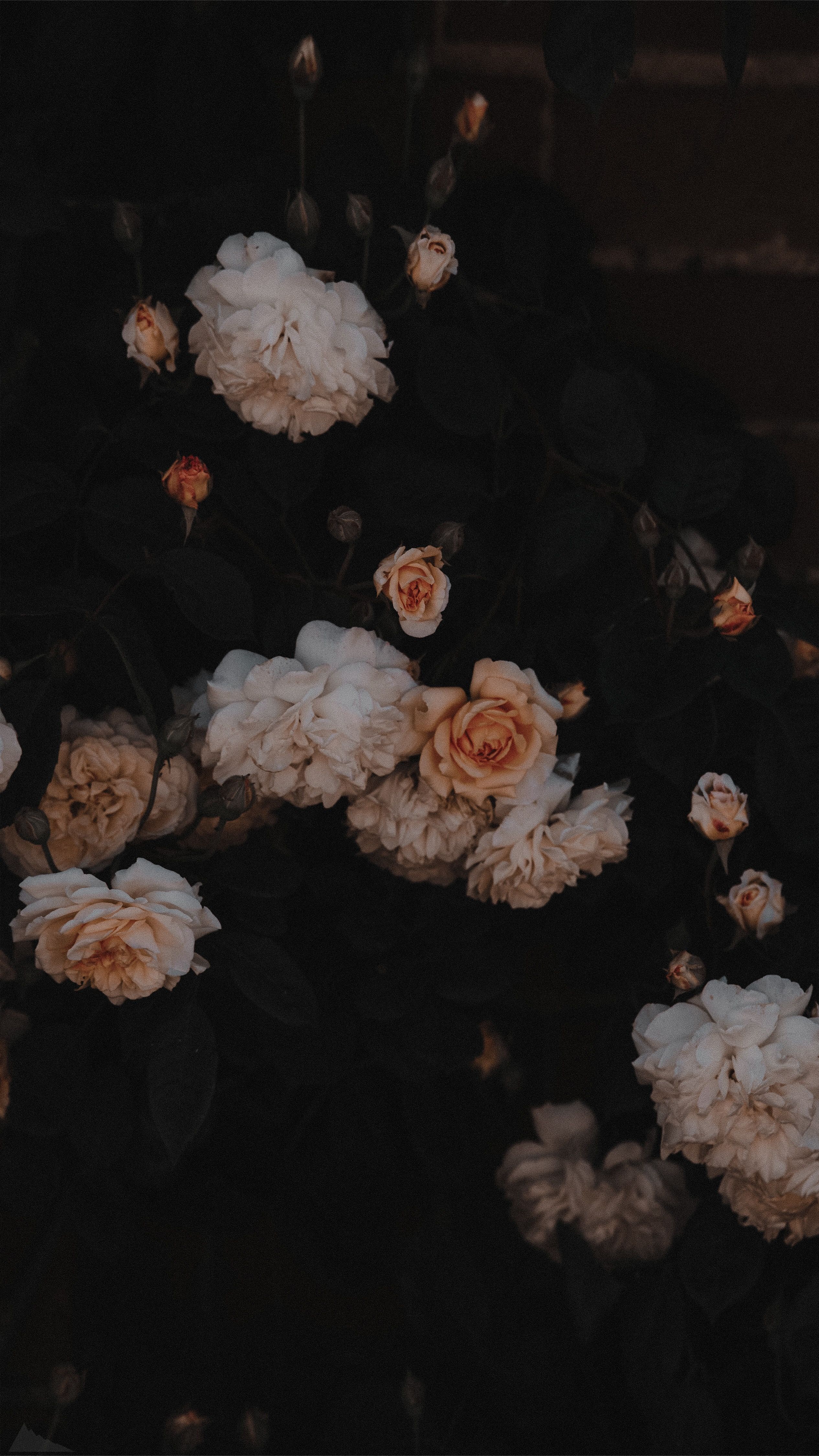 Dark Aesthetic Floral Wallpapers