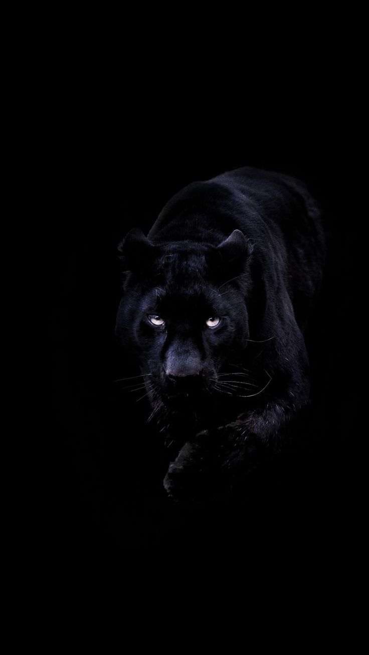 Dark Animals Wallpapers