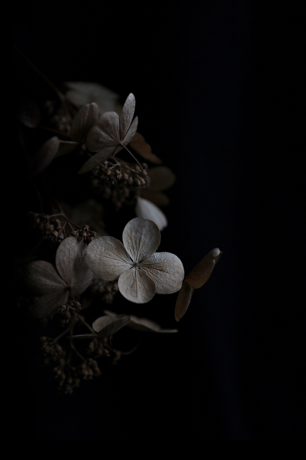 Dark Flower Phone Wallpapers