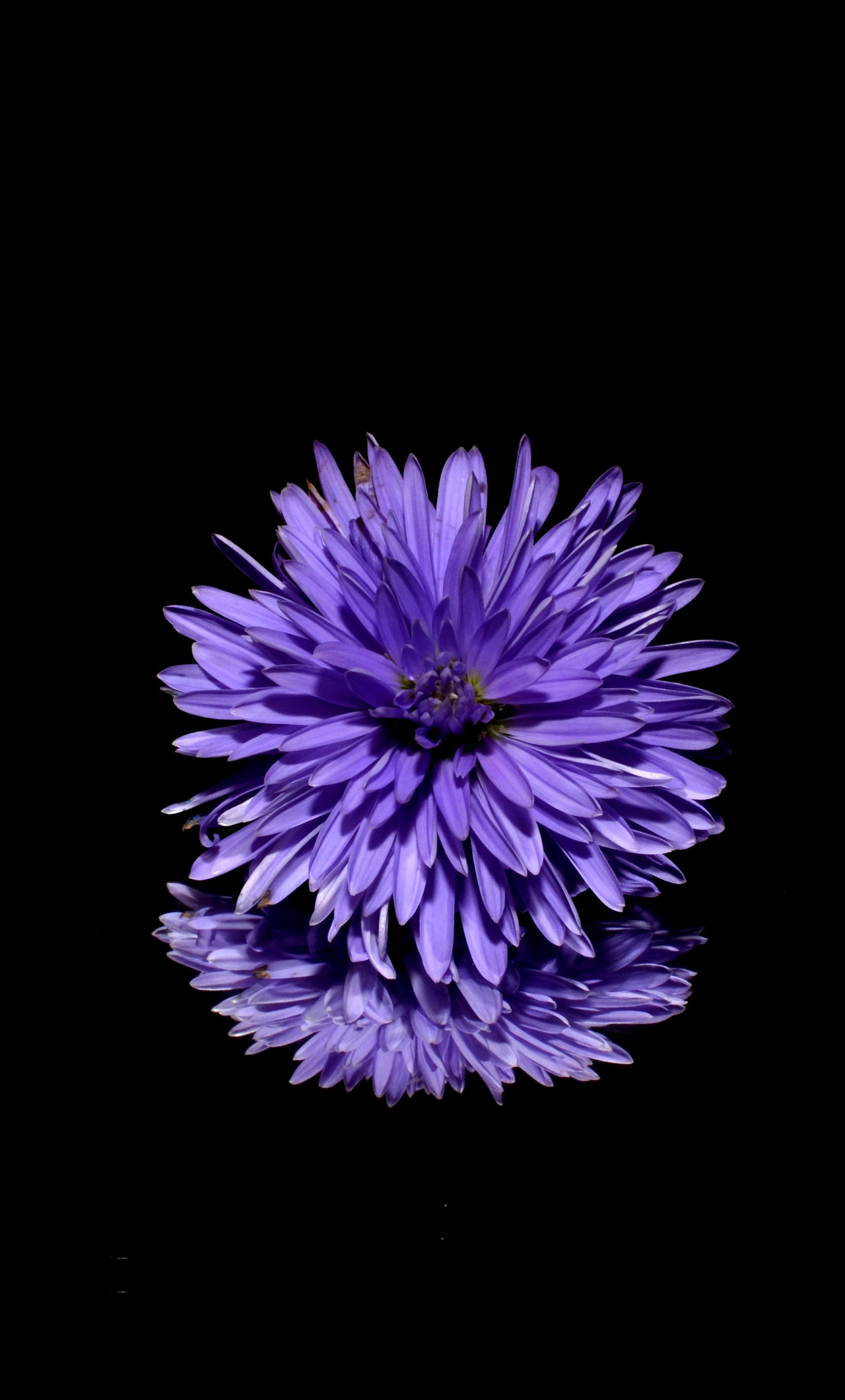 Dark Flower Phone Wallpapers