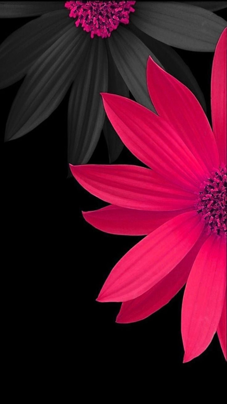 Dark Flower Phone Wallpapers