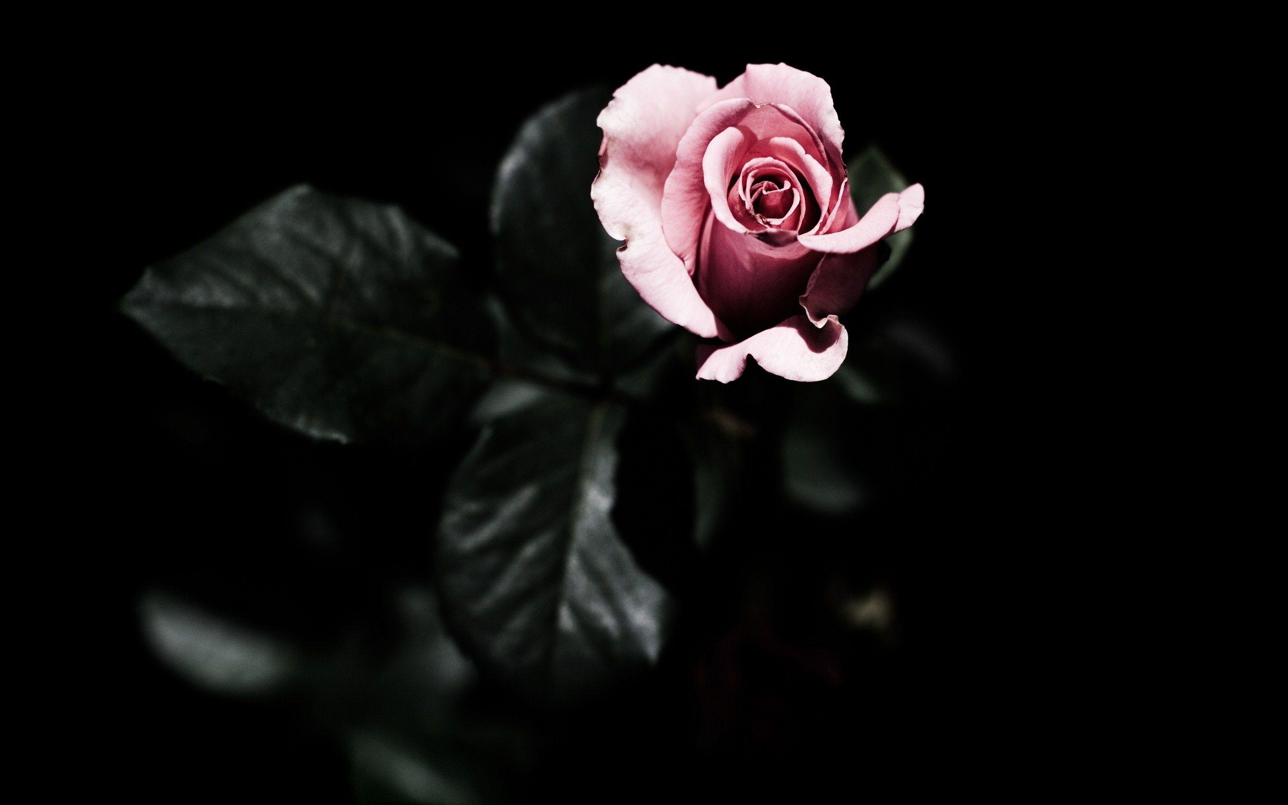 Dark Flowers Desktop Wallpapers