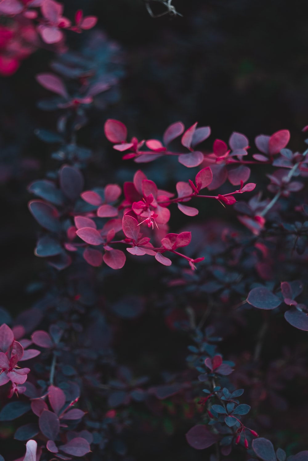 Dark Flowers Desktop Wallpapers