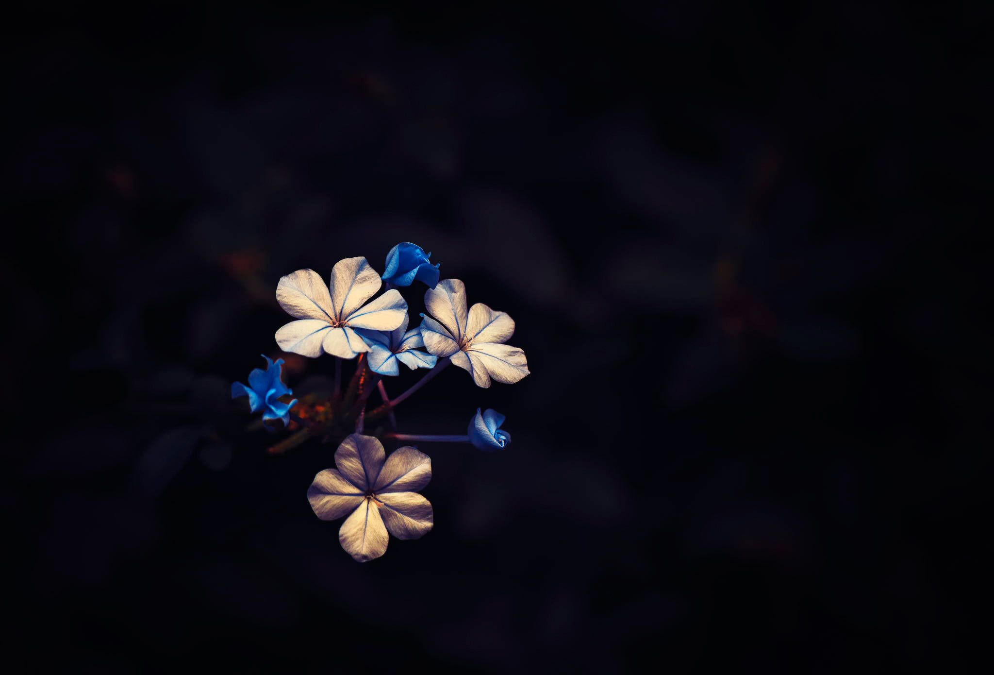 Dark Flowers Desktop Wallpapers