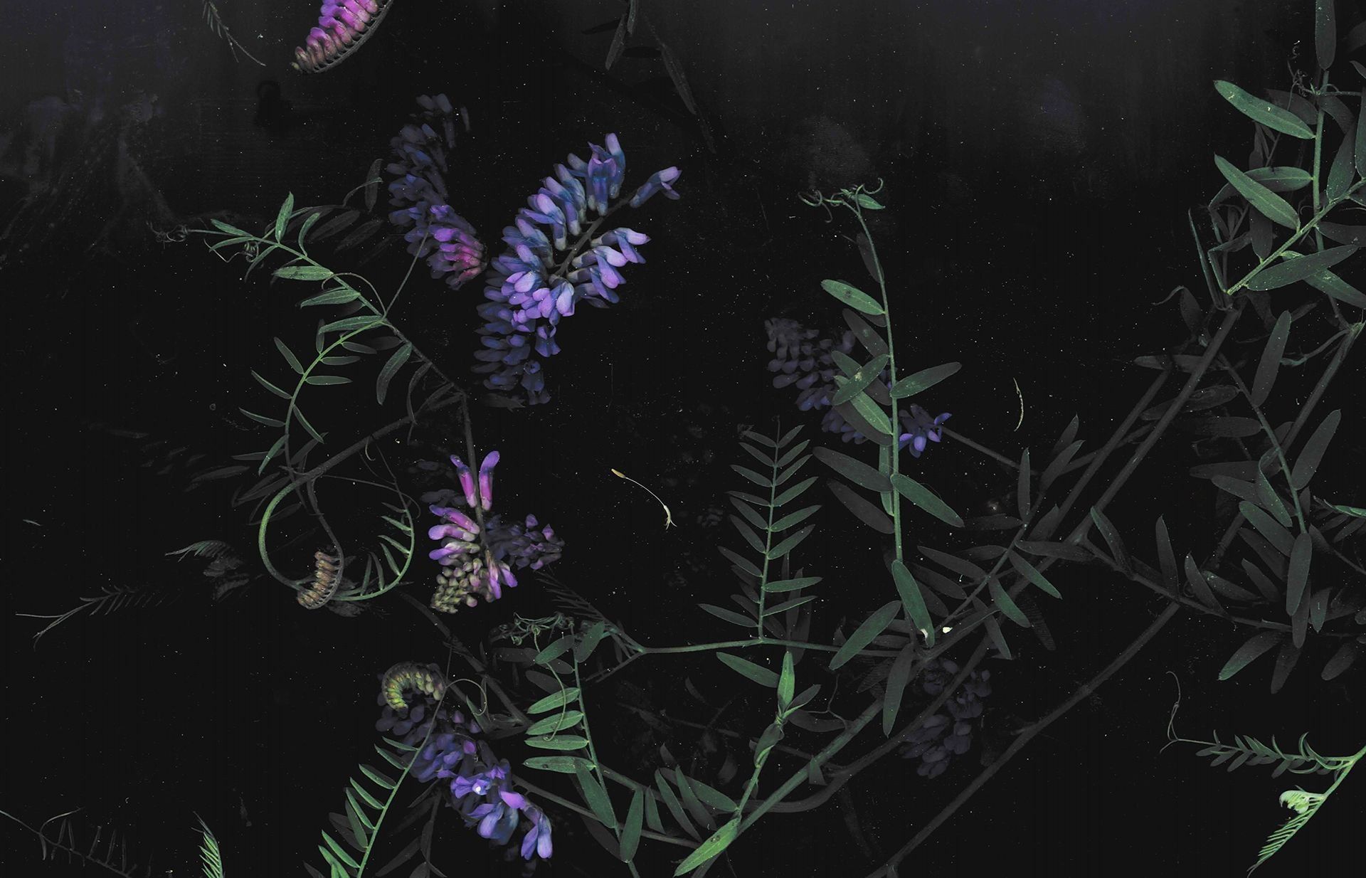 Dark Flowers Desktop Wallpapers