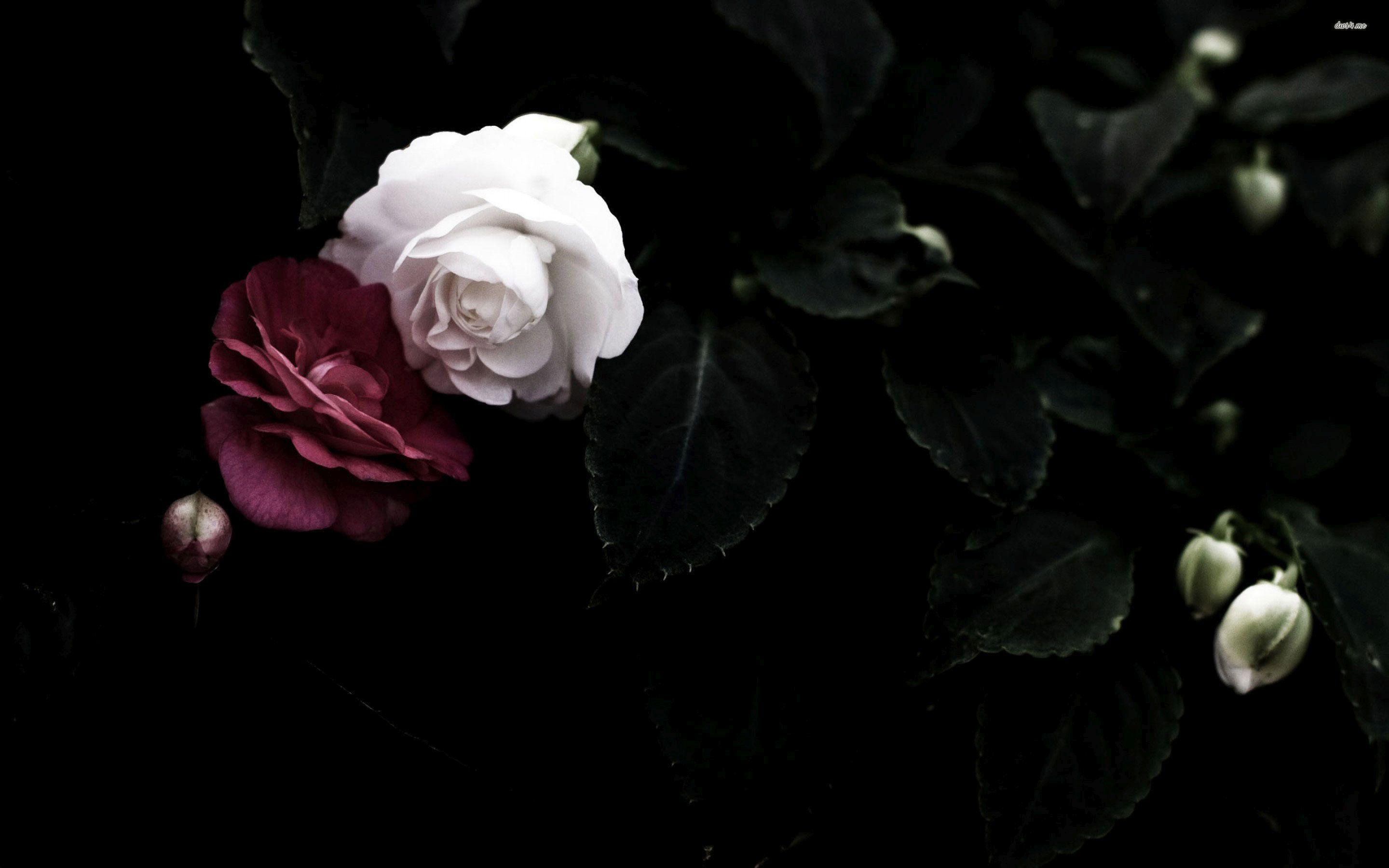 Dark Flowers Desktop Wallpapers