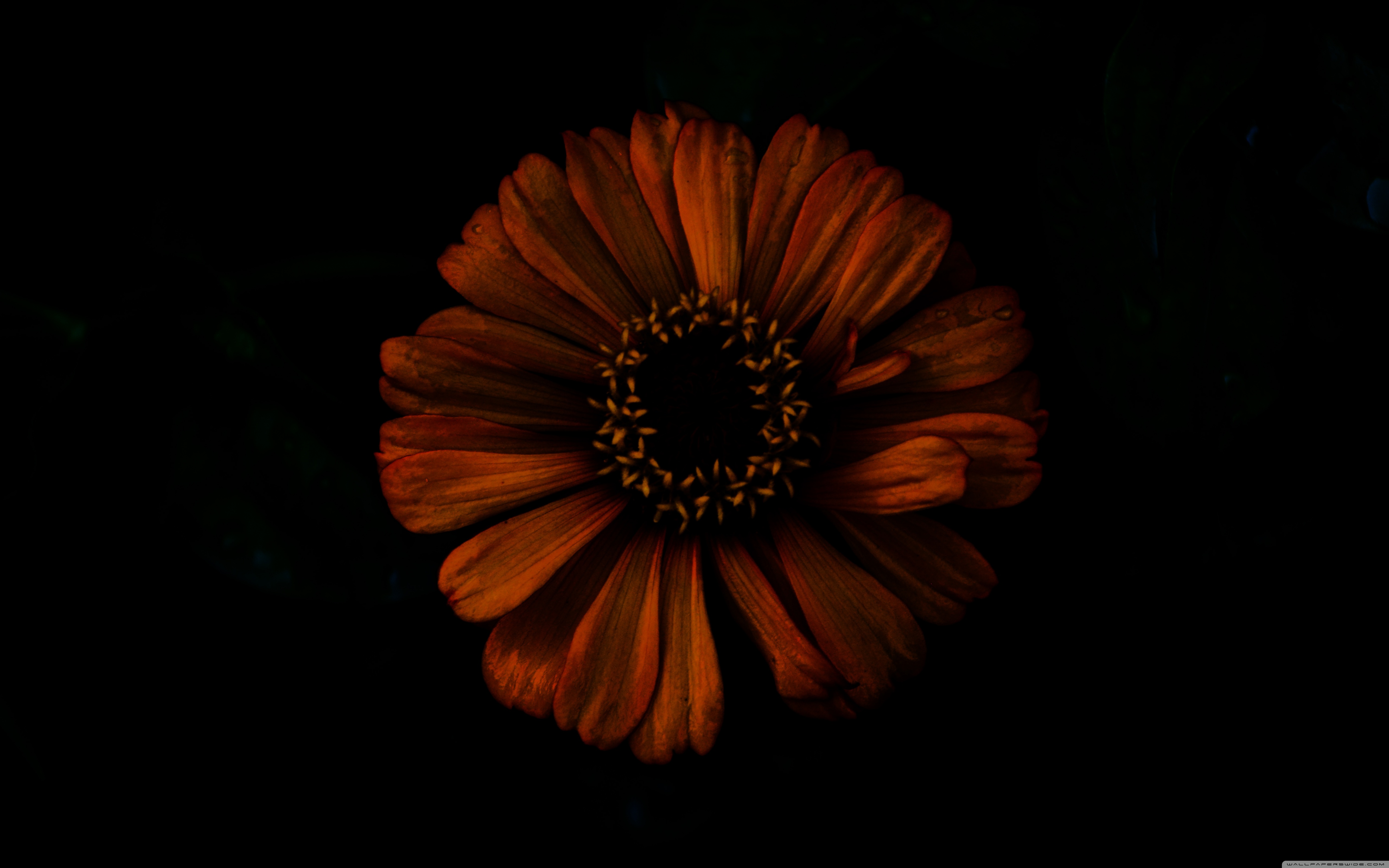 Dark Flowers Desktop Wallpapers