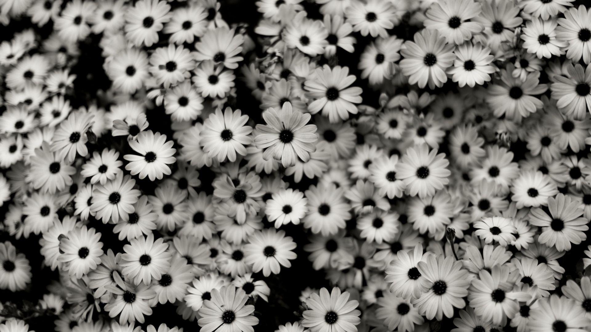 Dark Flowers Desktop Wallpapers