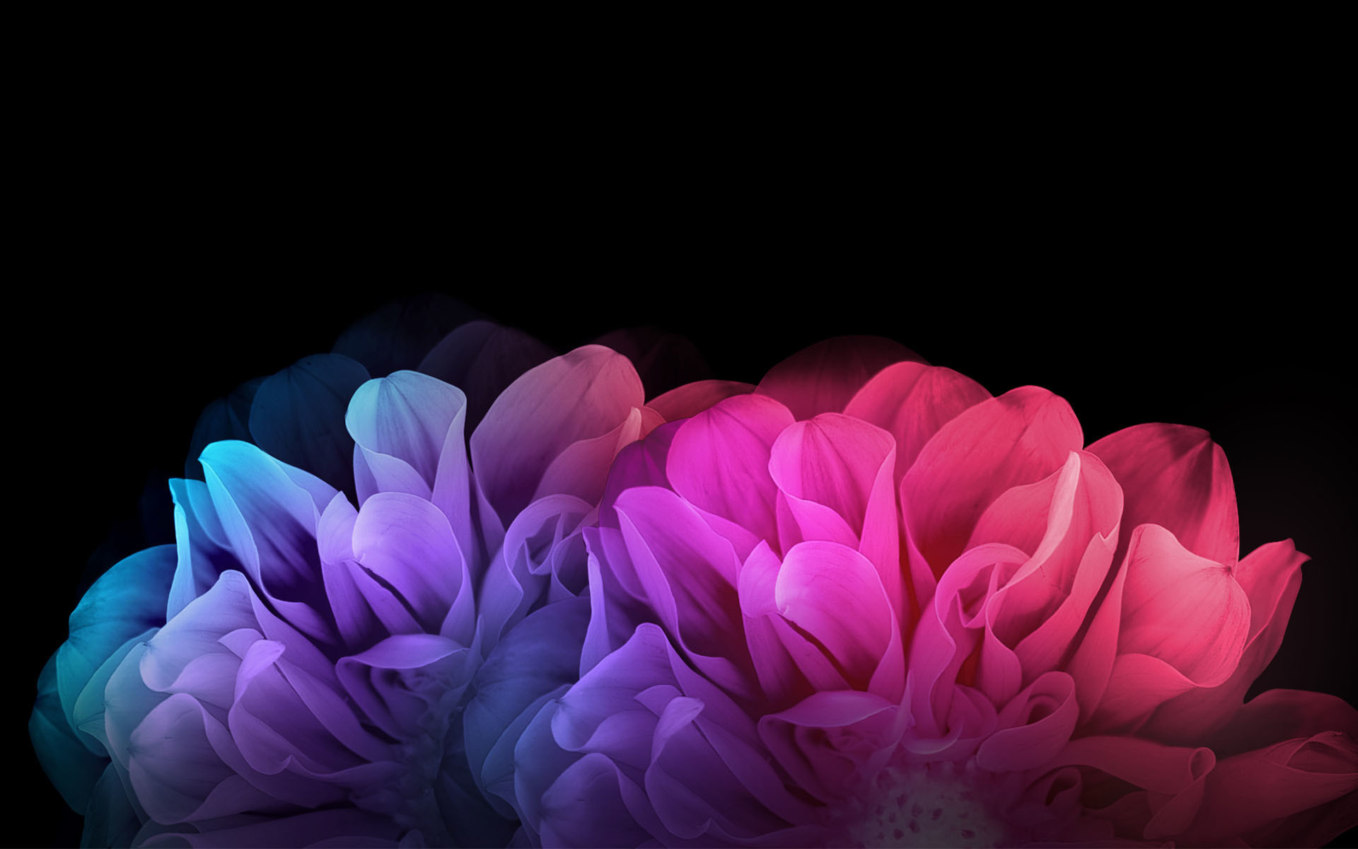 Dark Flowers Desktop Wallpapers