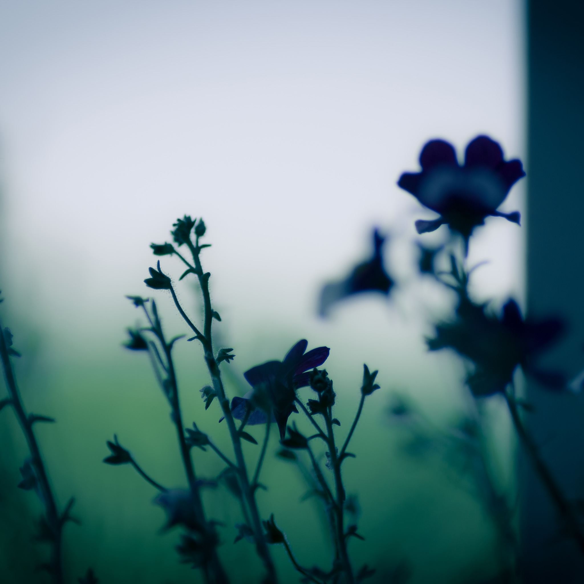 Dark Flowers Desktop Wallpapers