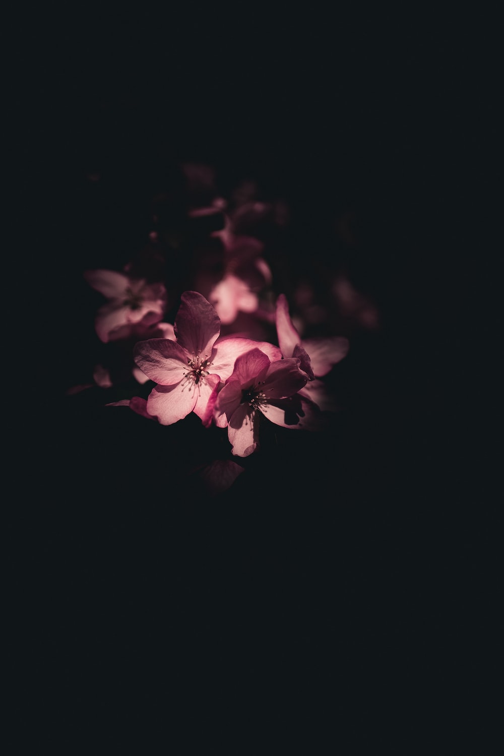 Dark Flowers Desktop Wallpapers