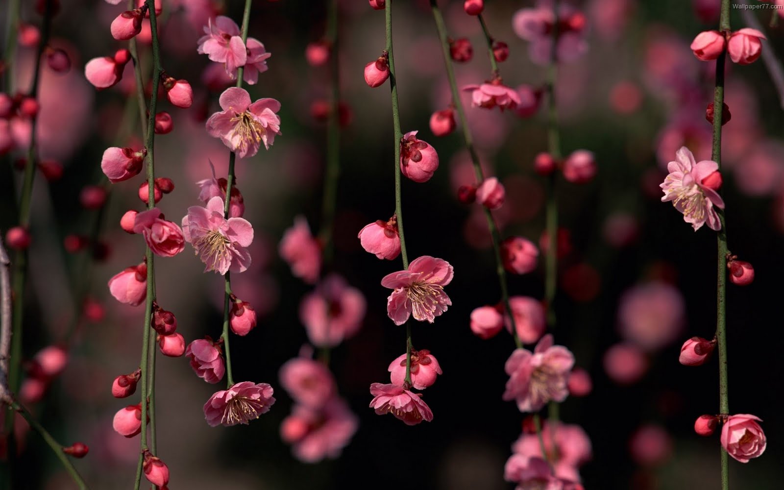 Dark Flowers Desktop Wallpapers