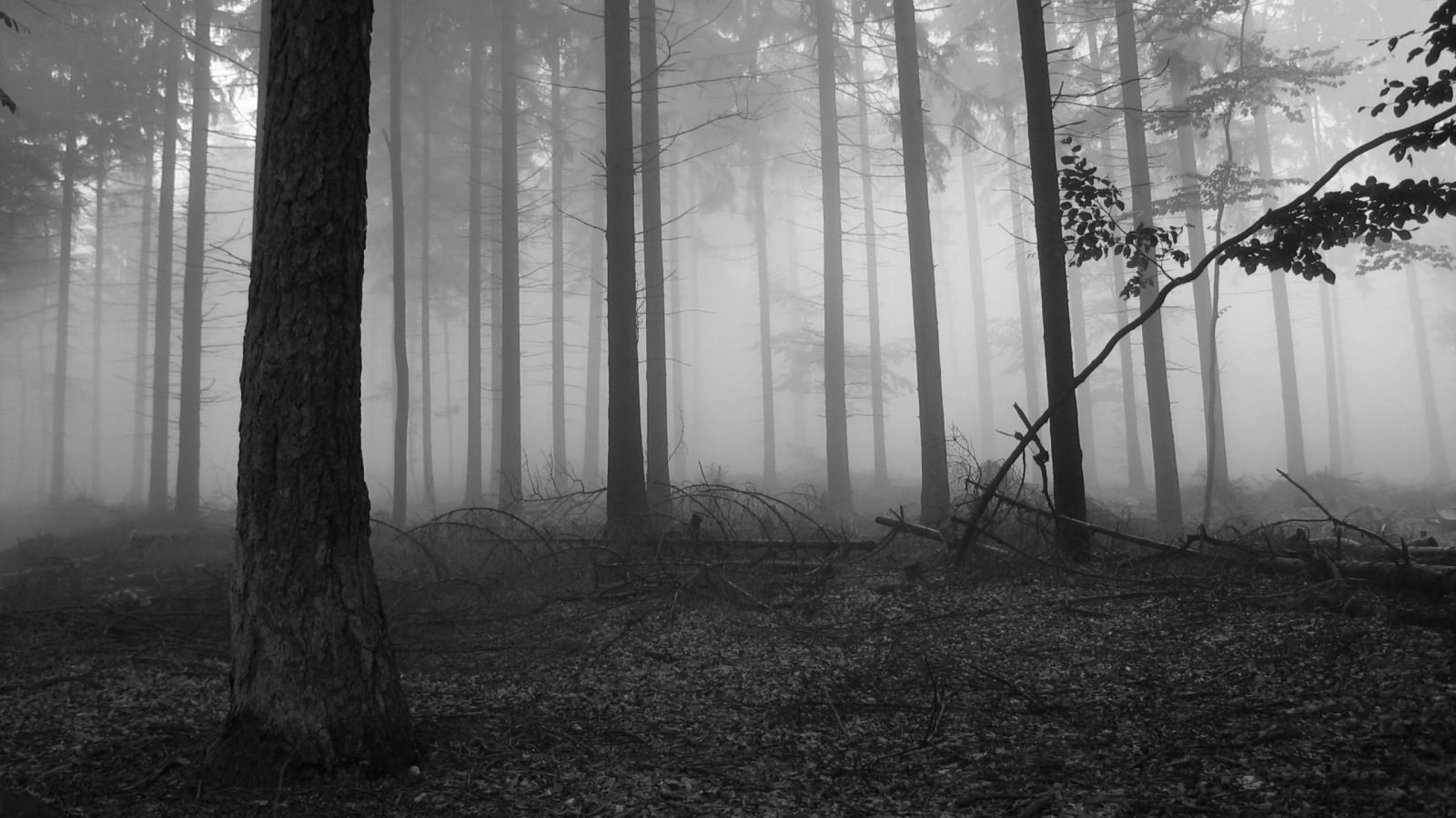 Dark Fog Wallpapers