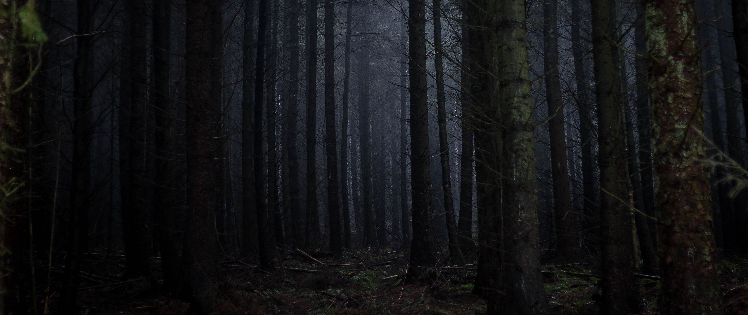 Dark Forest Fog Wallpapers