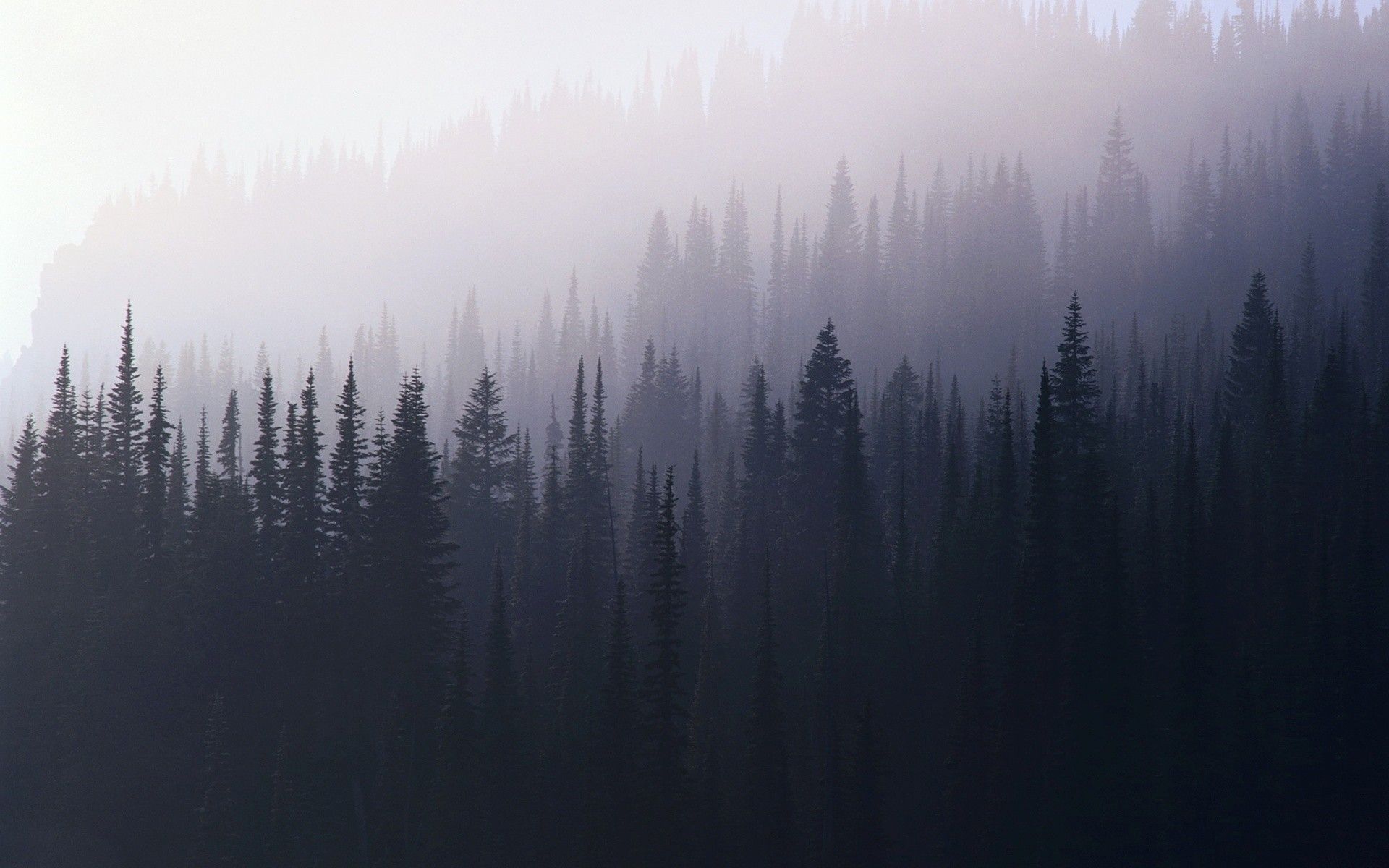 Dark Forest Fog Wallpapers