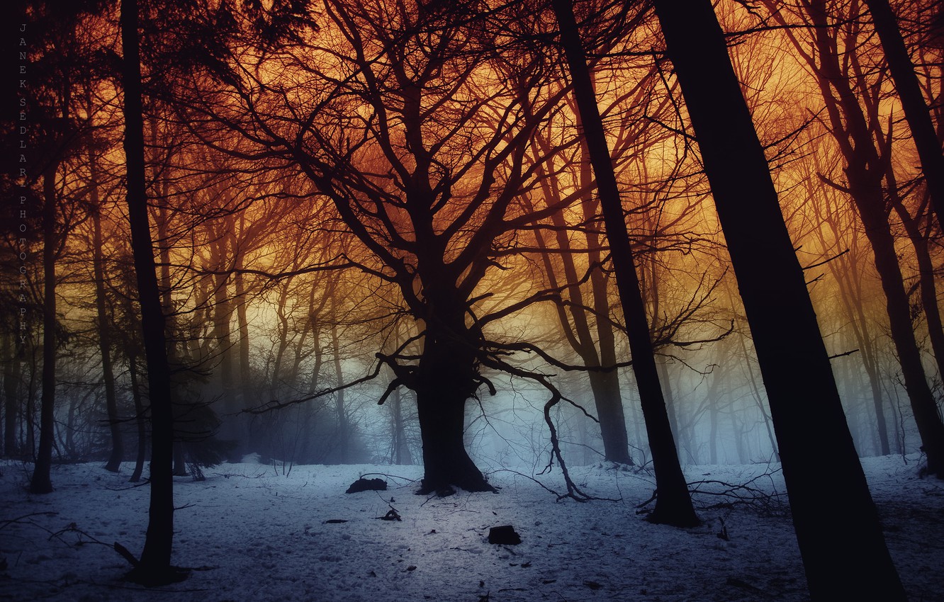 Dark Forest Fog Wallpapers