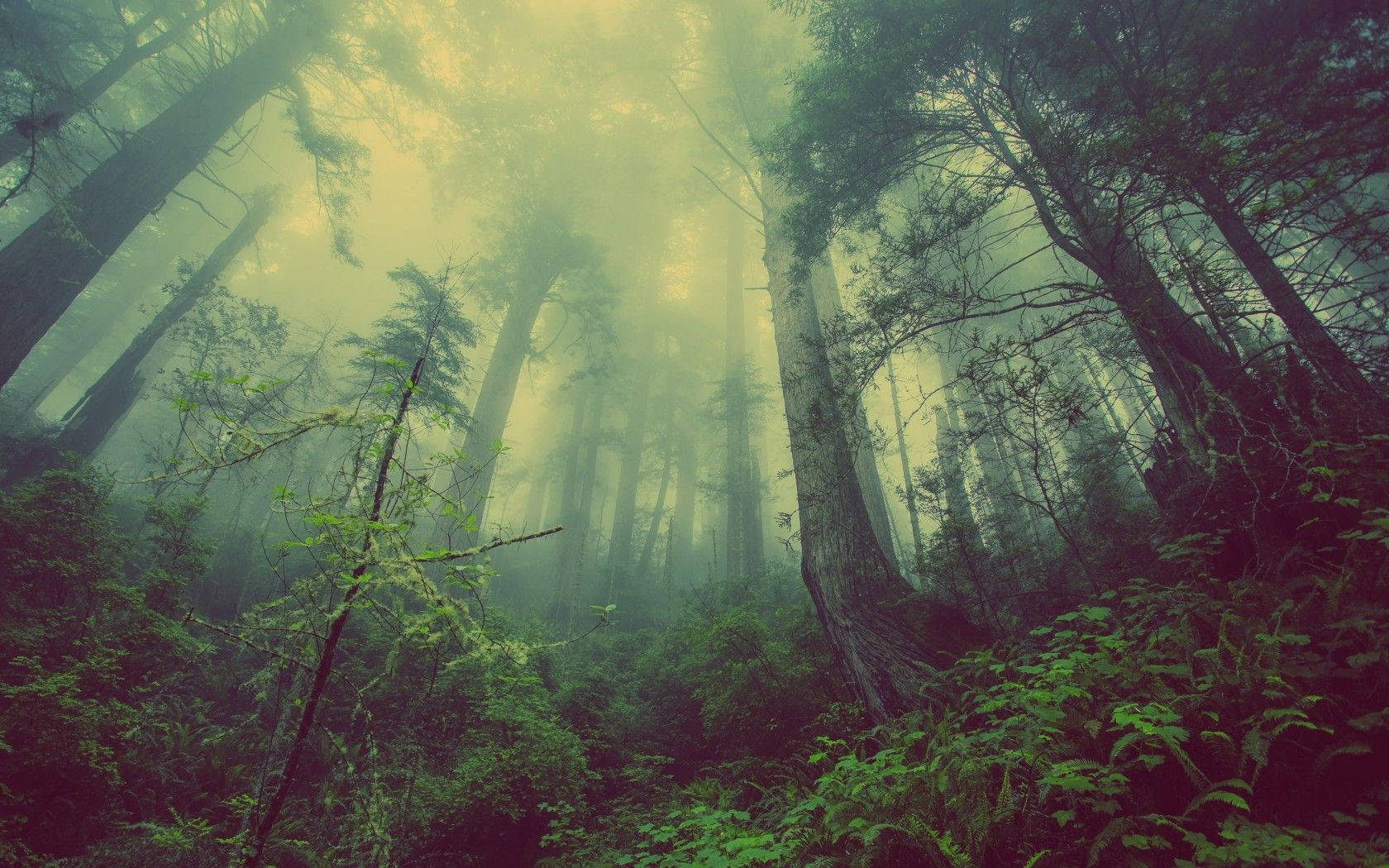 Dark Forest Fog Wallpapers