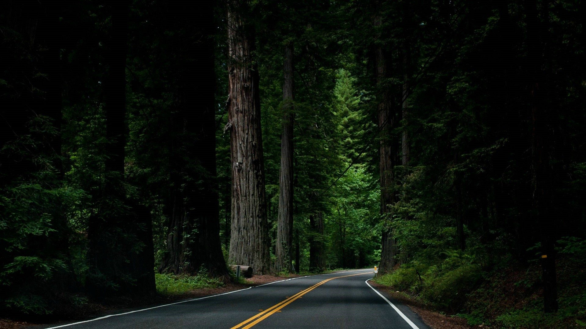 Dark Forest Road Wallpapers