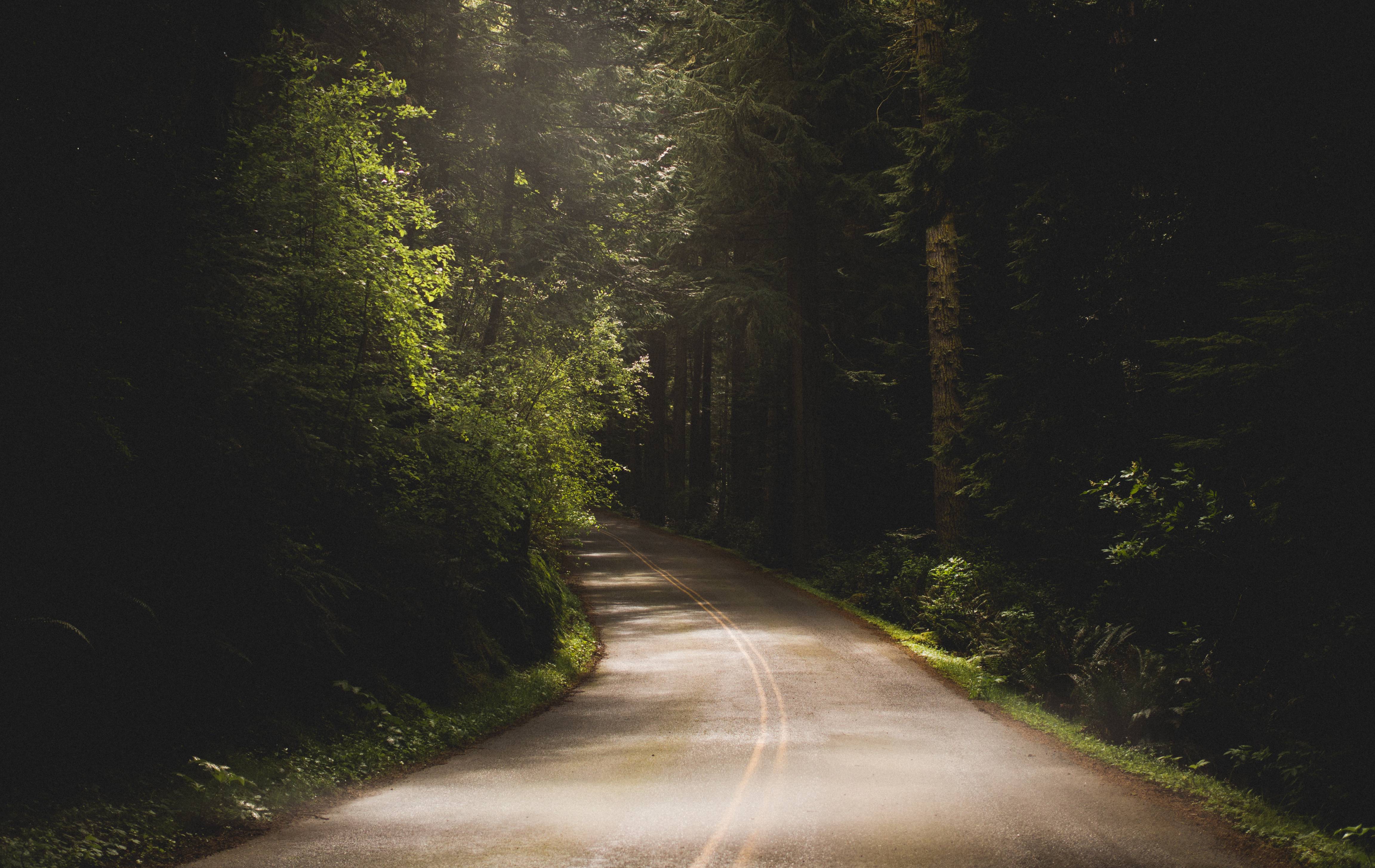 Dark Forest Road Wallpapers