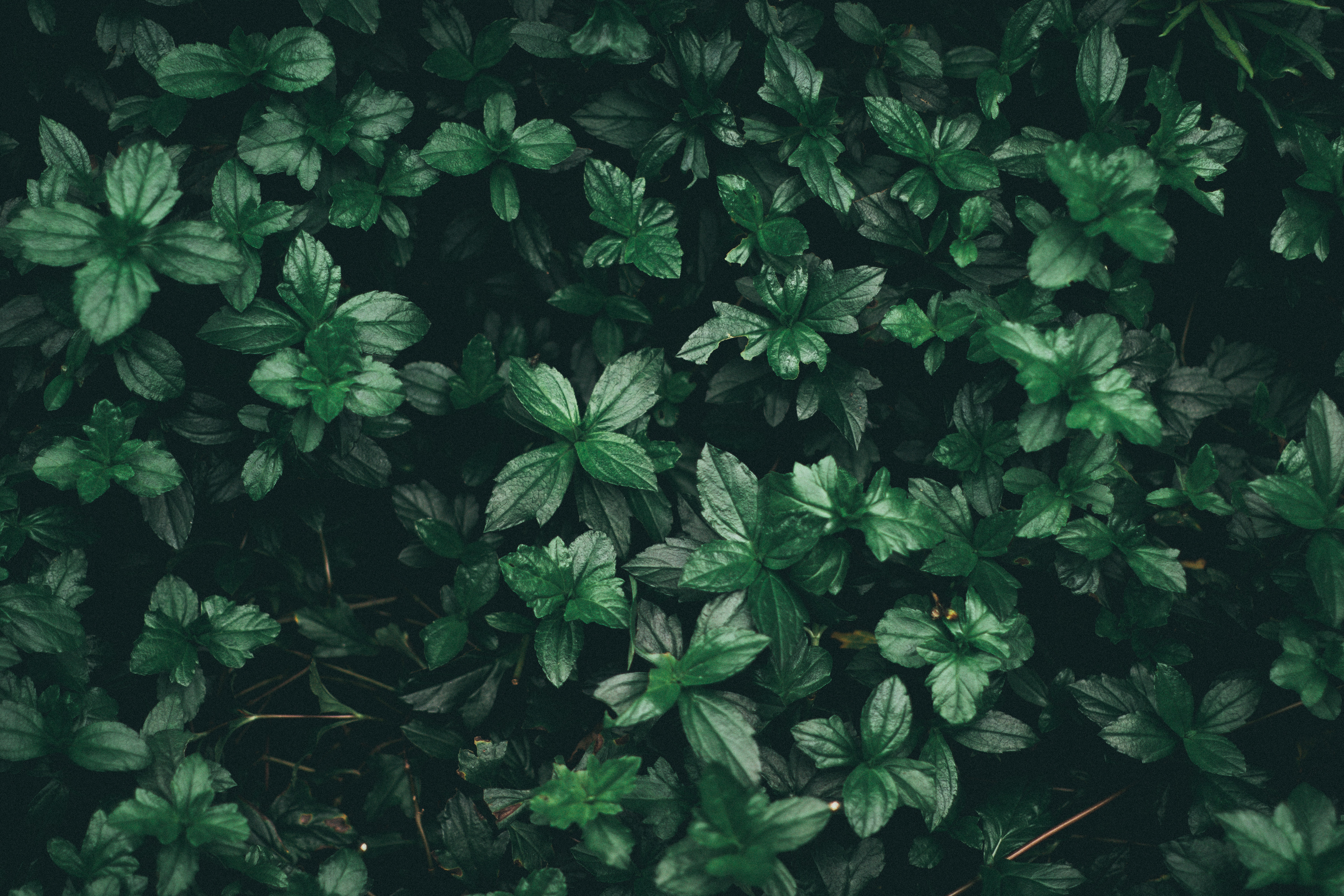 Dark Green Desktop Wallpapers