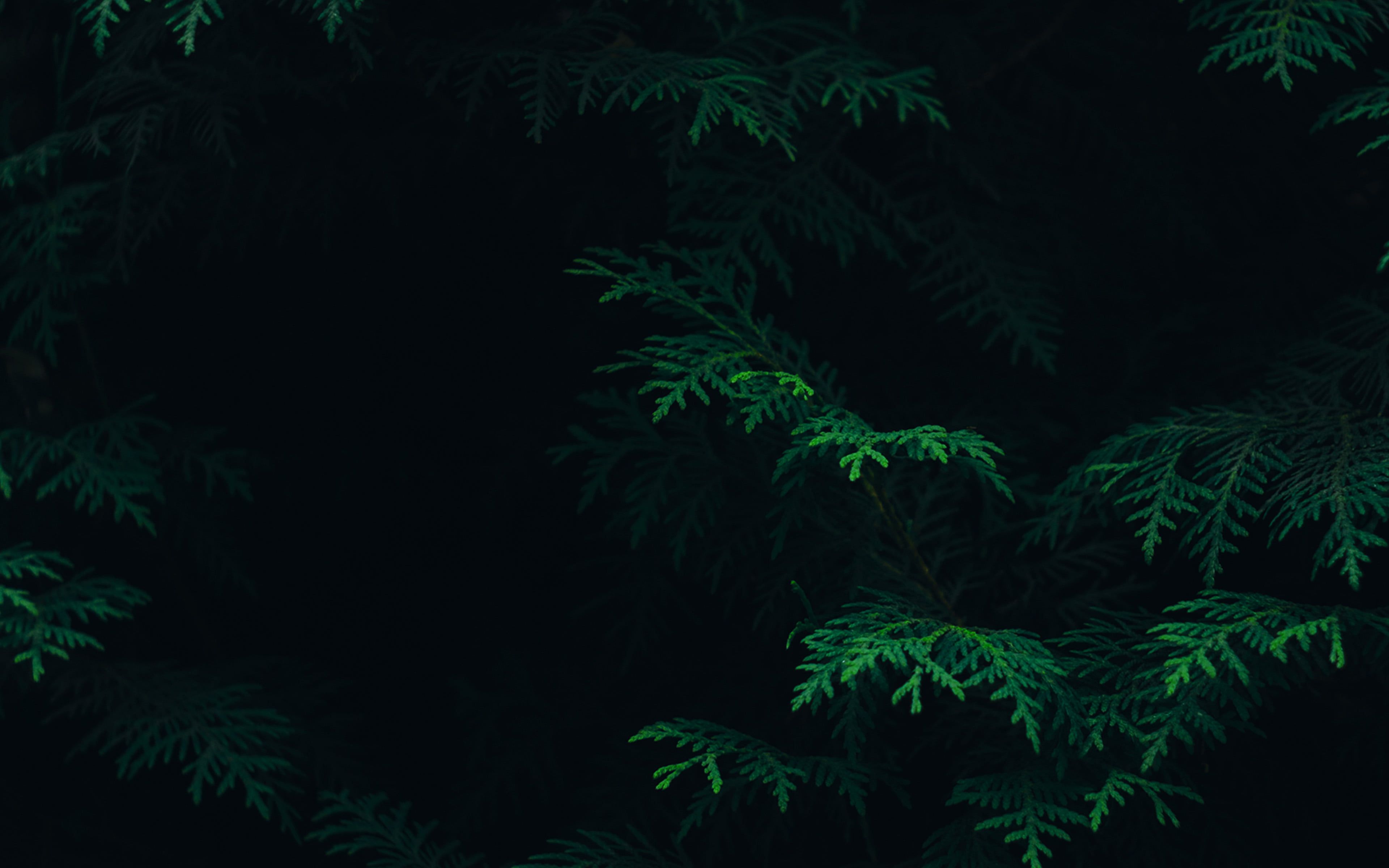 Dark Green Desktop Wallpapers