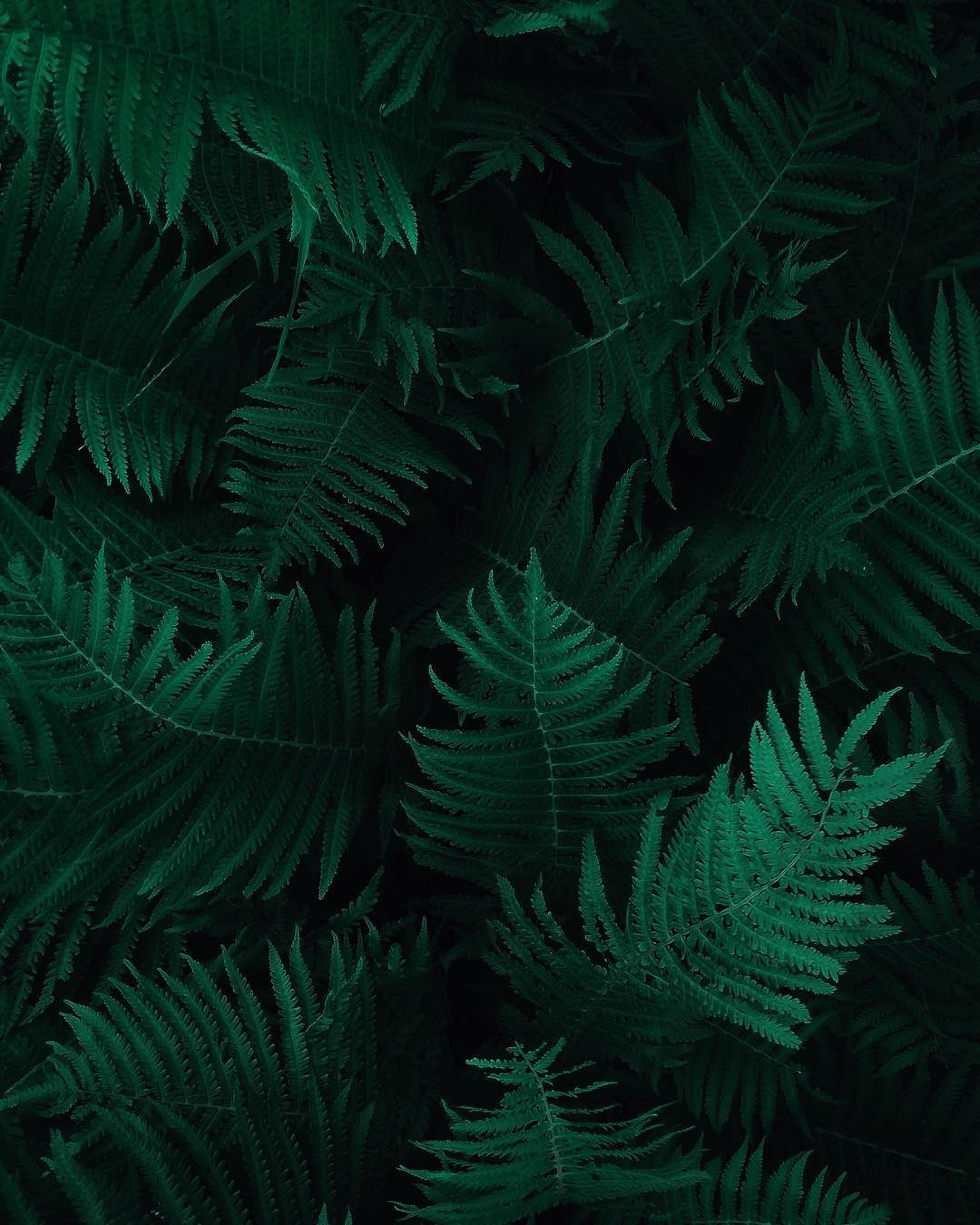 Dark Green Desktop Wallpapers