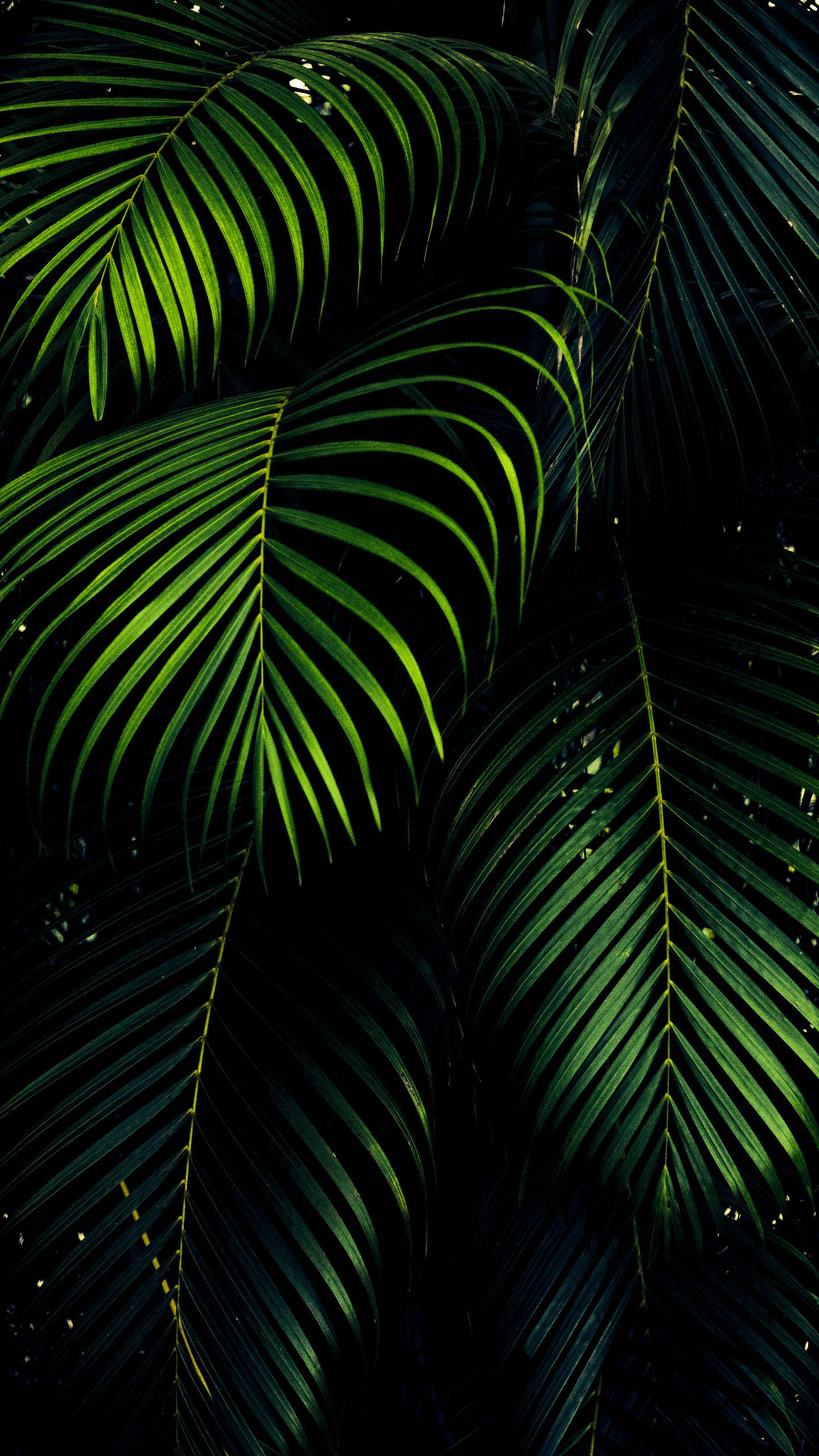 Dark Green Leaf Wallpapers